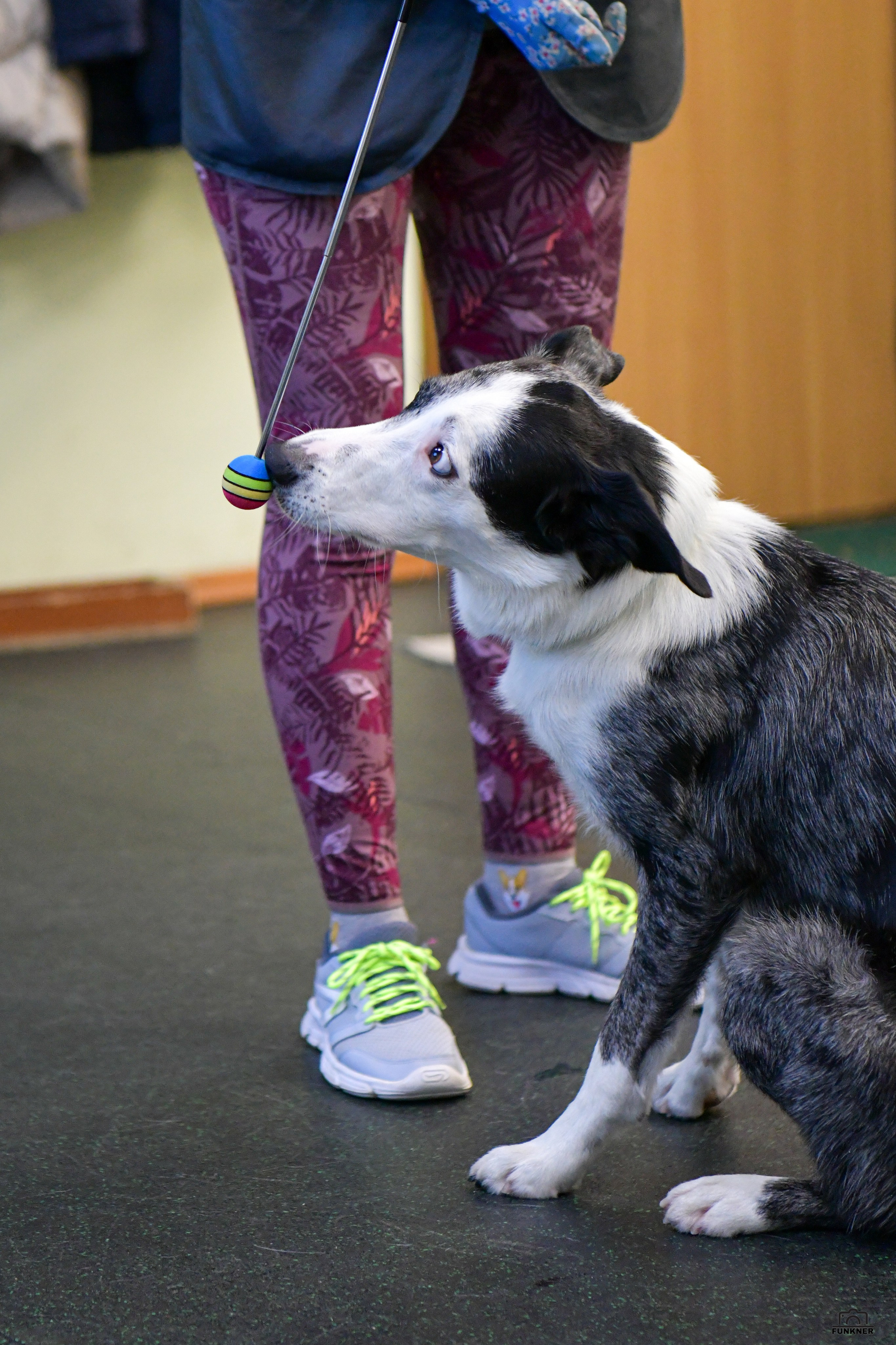 Кинологический клуб «Бодрый хвост». Свой взгляд через объектив