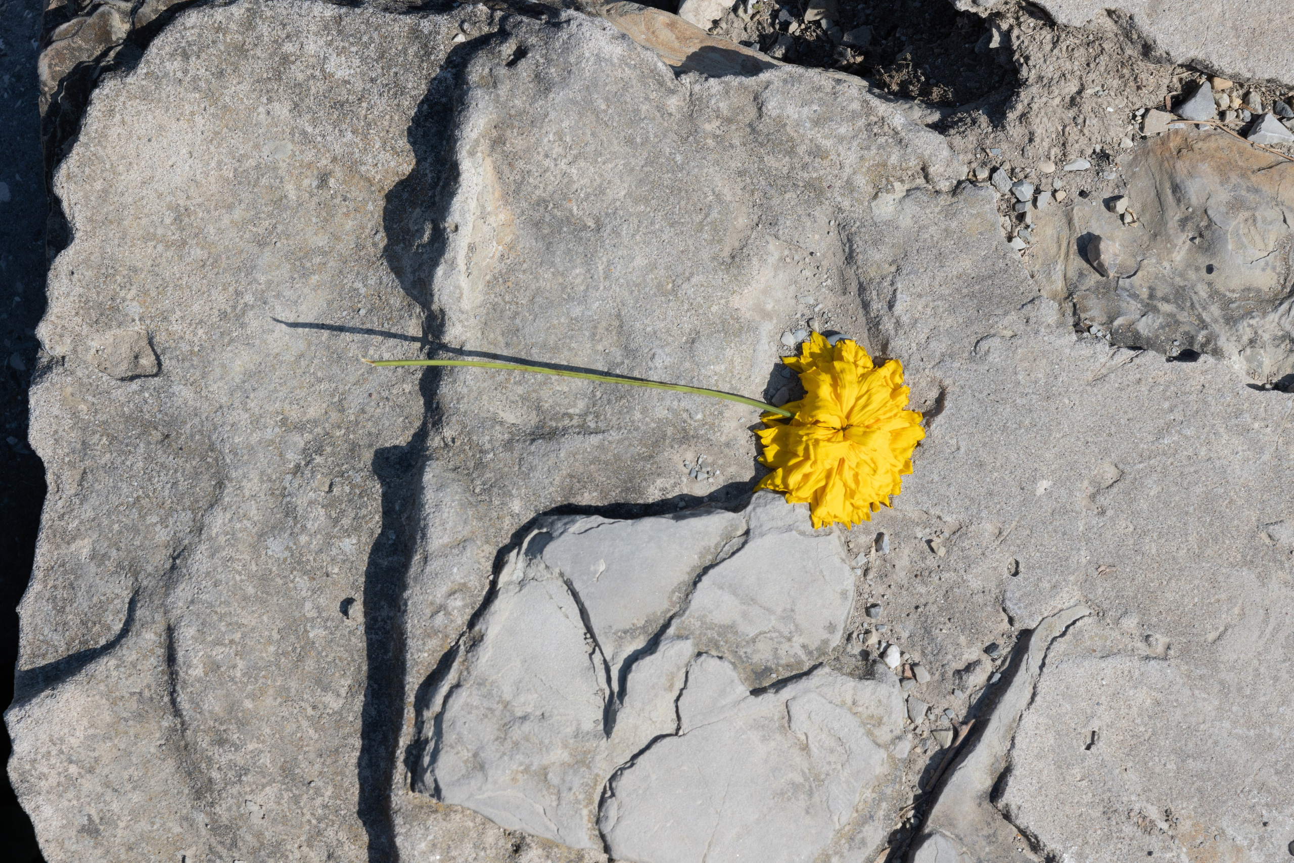 Art prints. Фотограф алина стерхова, алина стерхова фотограф, фотограф москва