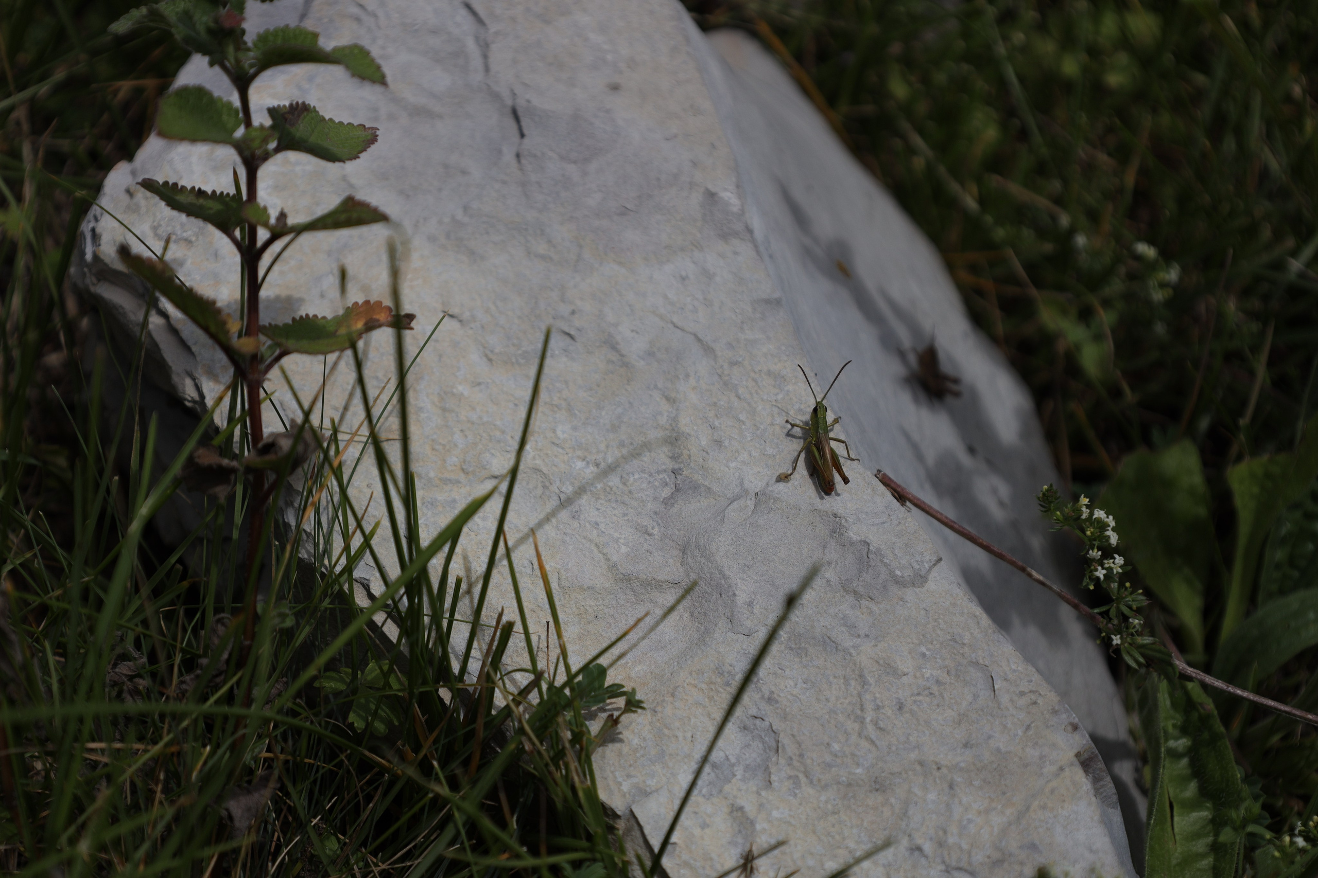 Северная Осетия июль 2025 год. Кармадон, Даргивз и Цей. Семейный детский фотограф Краснодарский край Оксана Колос
