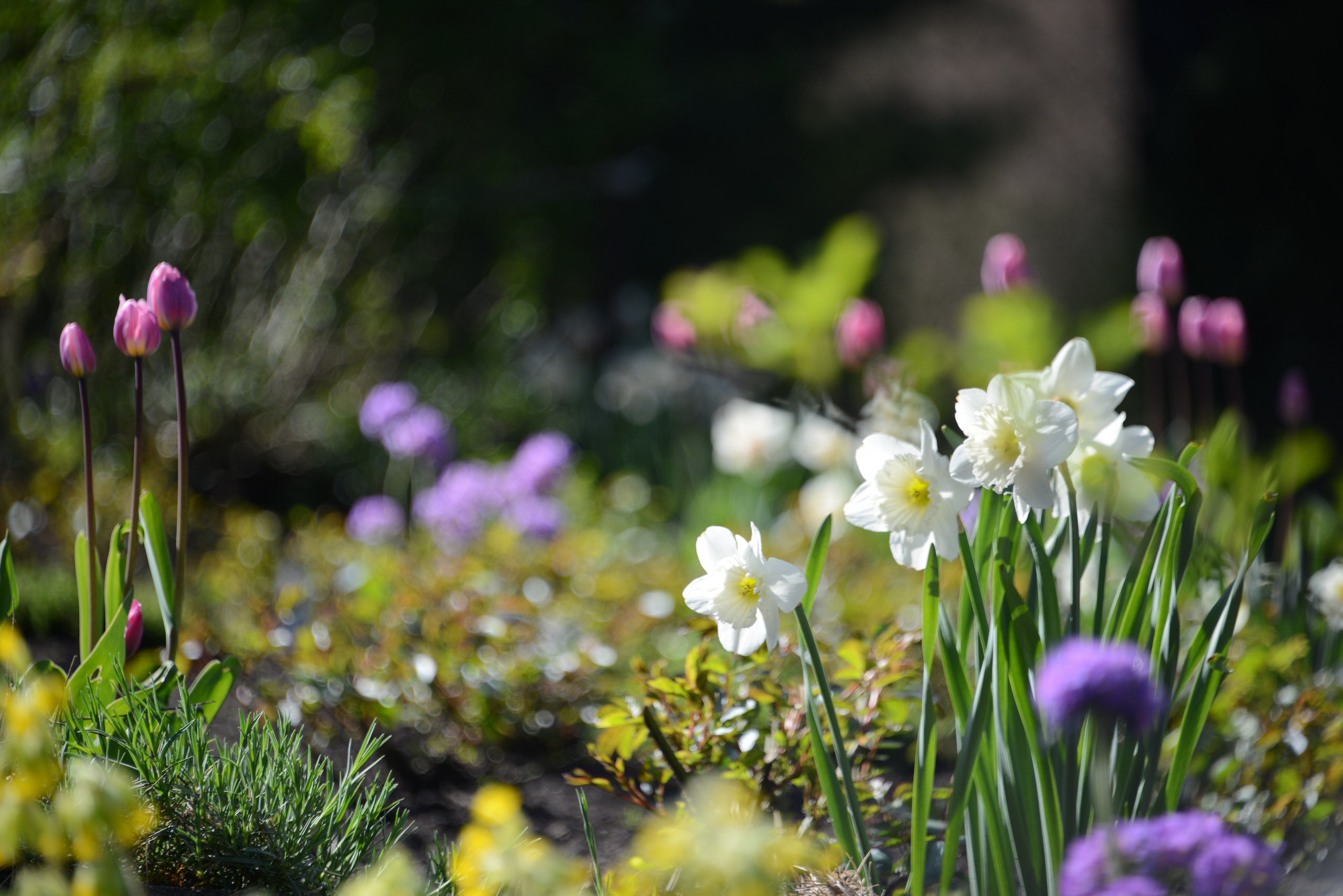 Весенние цветы, фокус на траве. Цветы в саду в парке весной.