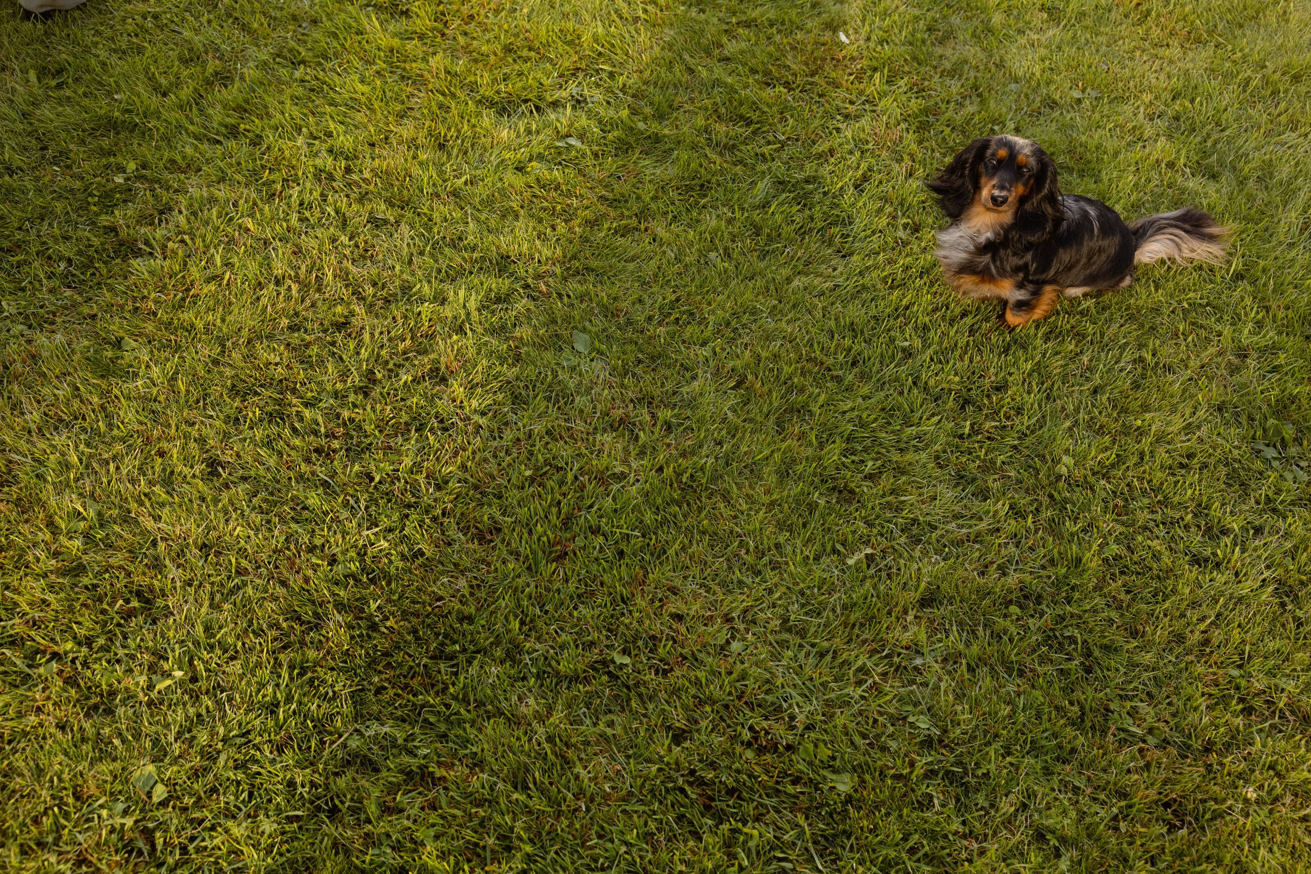 Соня и Никита. Свадебный фотограф Таня Караисаева