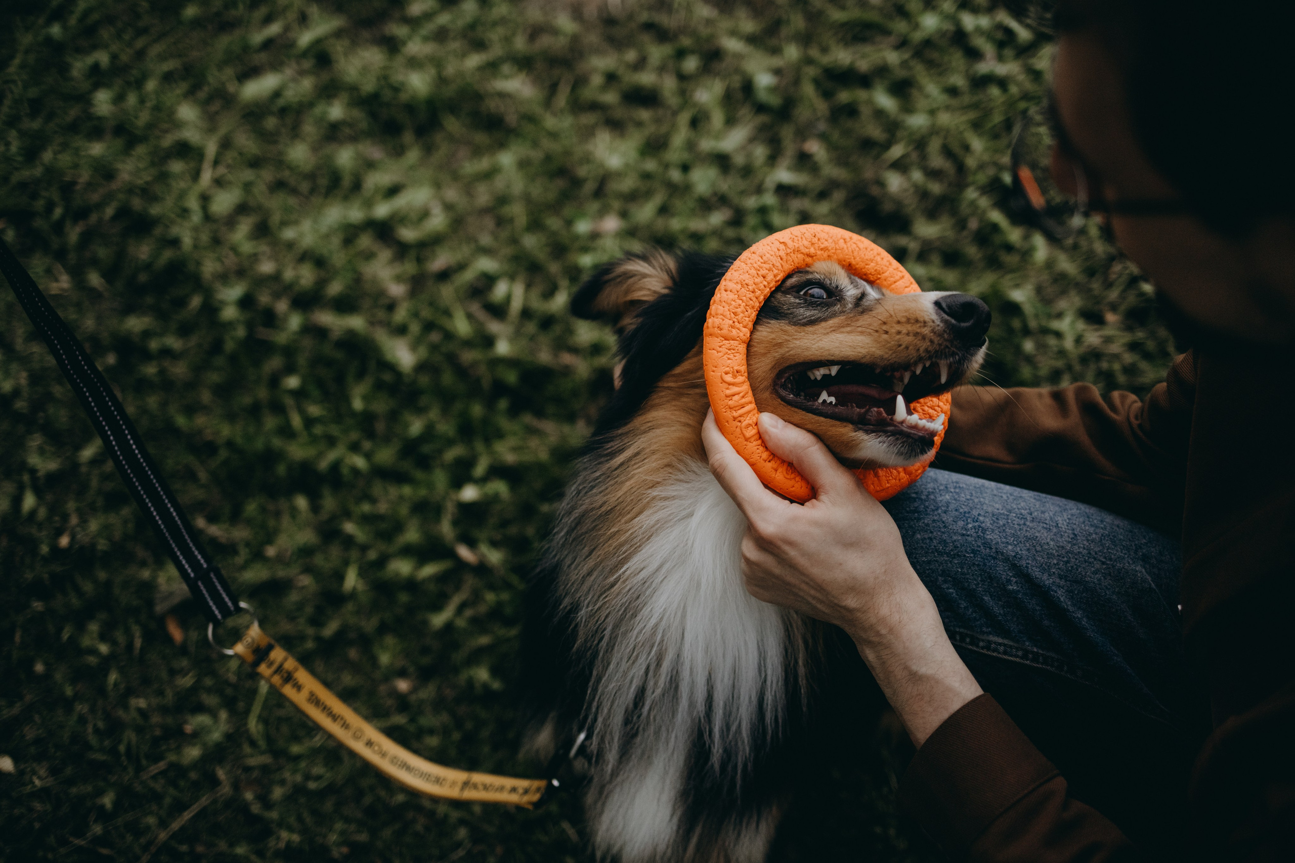 Настя, Никита и их Гром и Мяу. Фотограф — Анималист | Санкт-Петербург