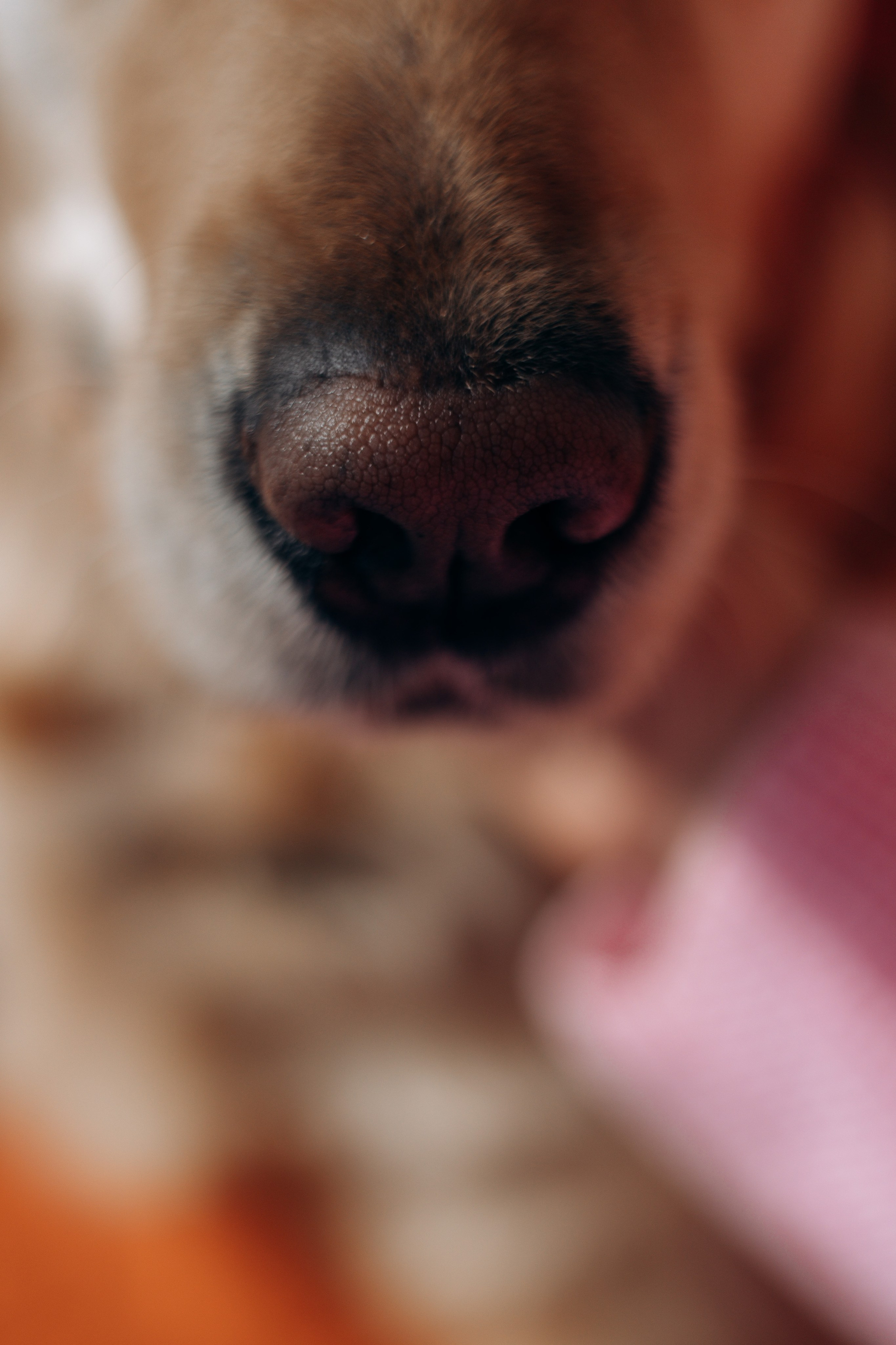 Марина и Чили. Фотограф — Анималист | Санкт-Петербург