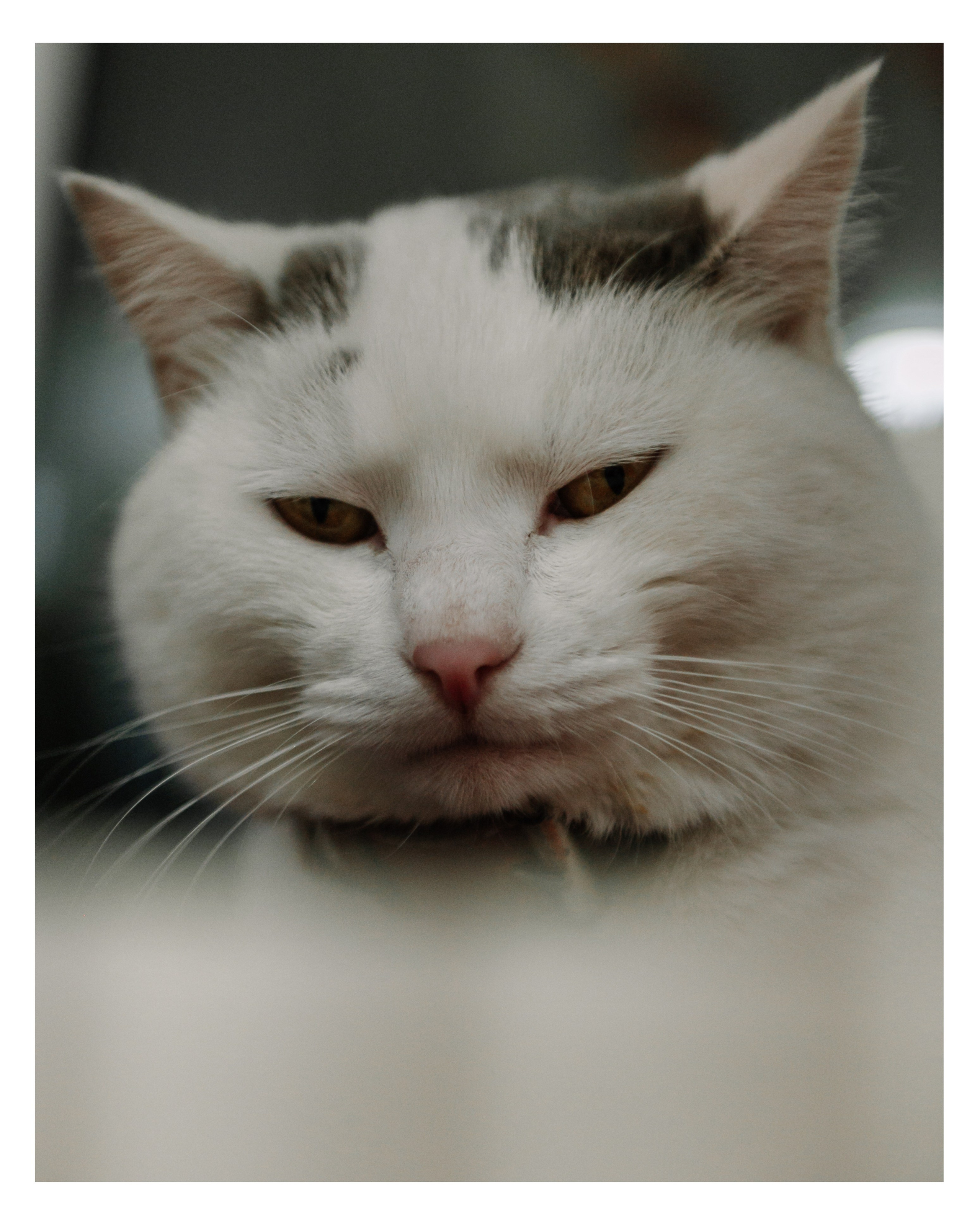 Семейная фотосессия. Анна Иванова Свадебный Фотограф Чебоксары