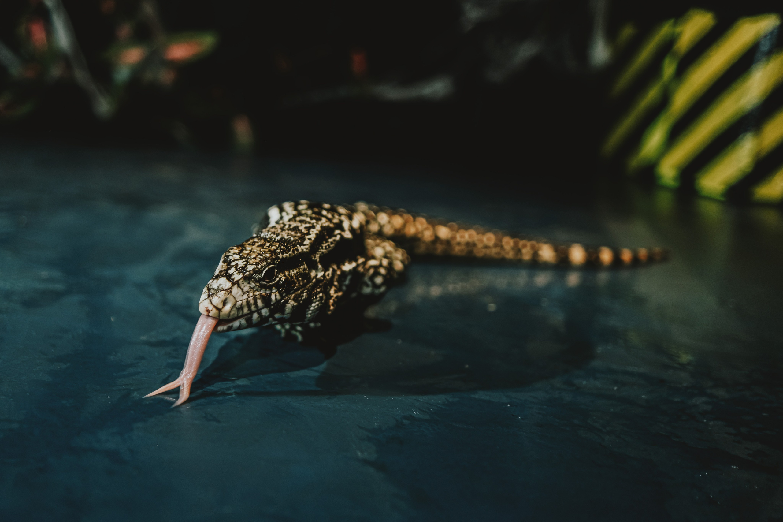 Дом Драконов. Nattie.ph