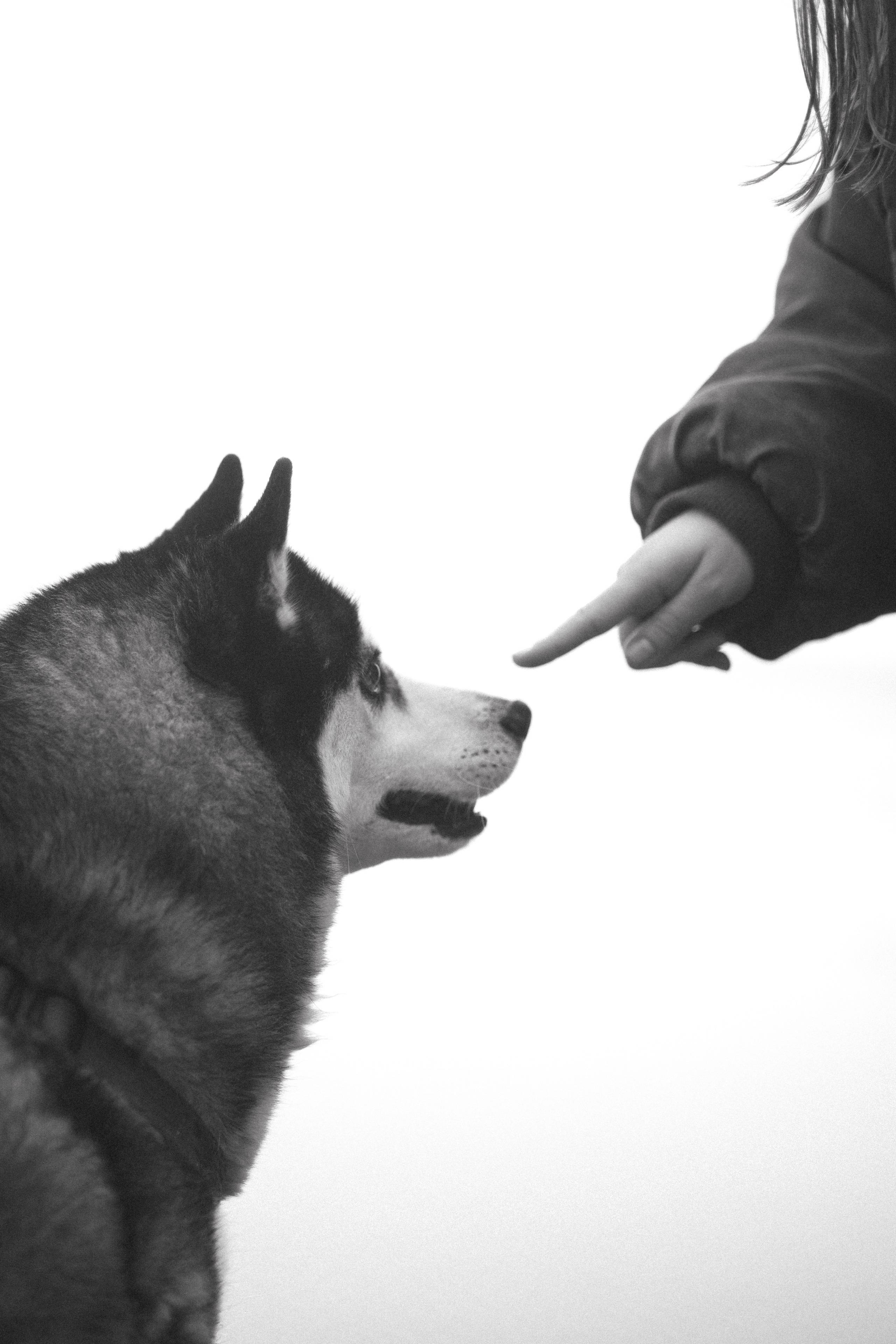 Катя, Илья и Эльза. Фотограф-анималист в Санкт-Петербурге Алина Яхонт