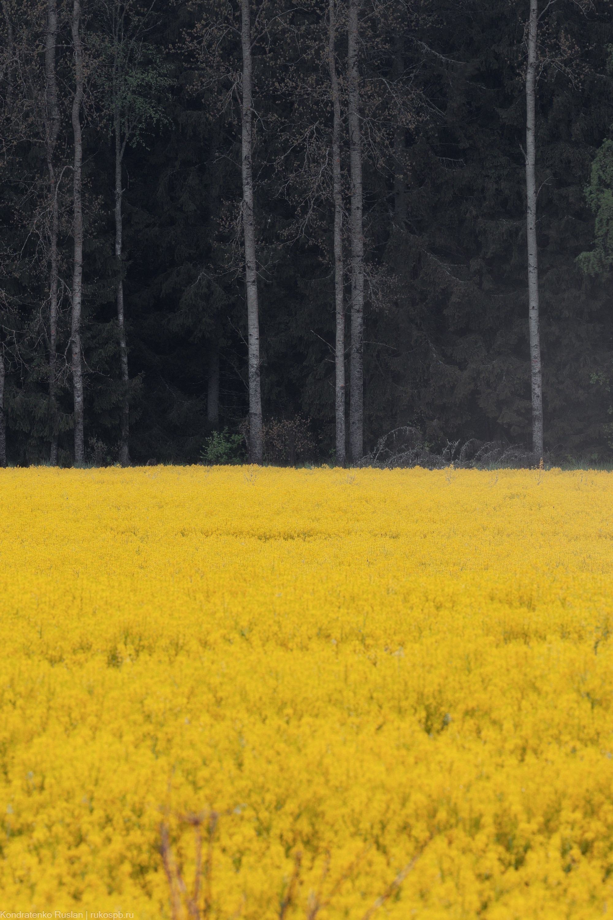 Ленинградская область. Архитектурный и пейзажный фотограф Кондратенко Руслан, Санкт-Петербург
