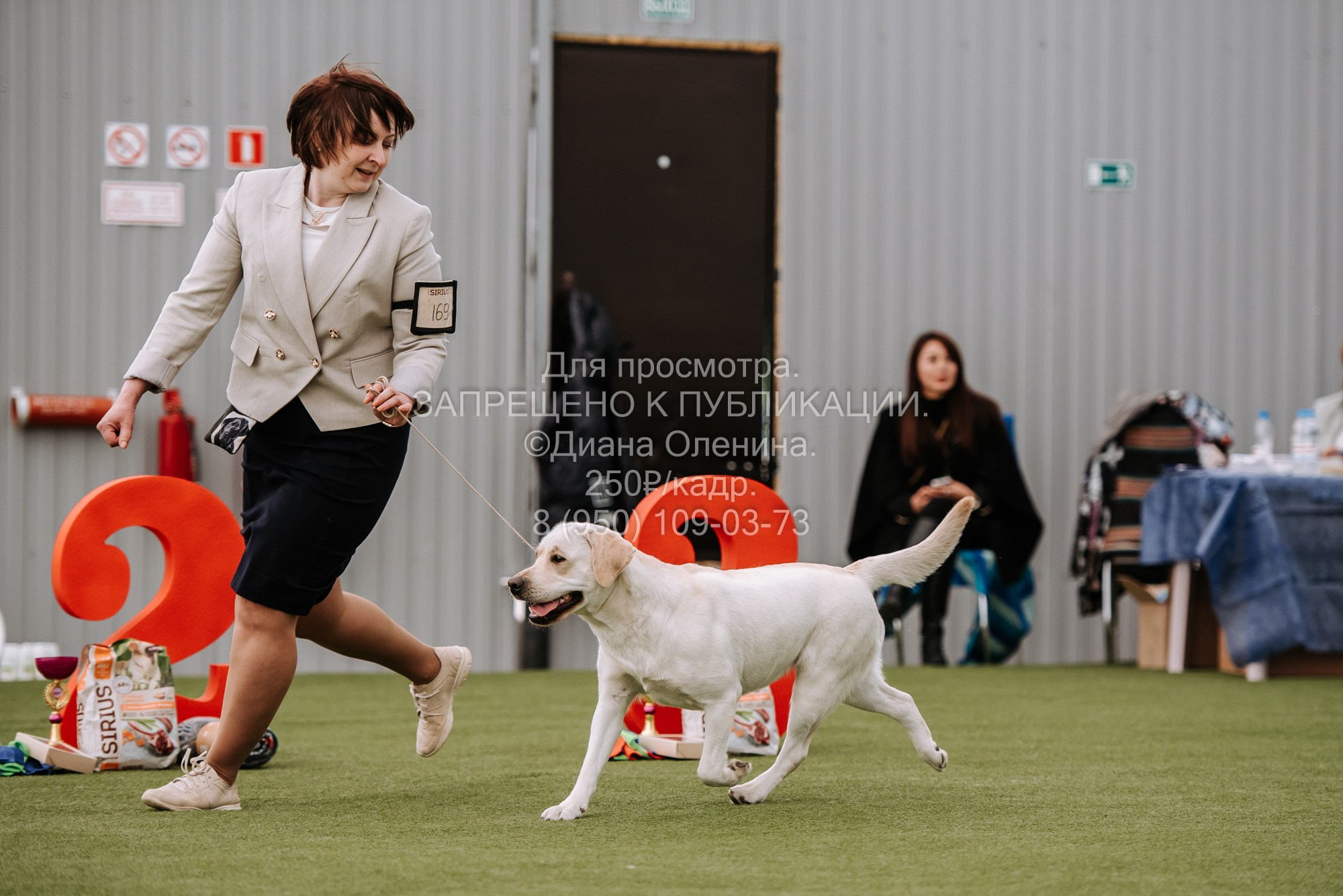 Выставка собак Красноярск 2.06. Фотограф Диана Оленина Красноярск / Братск
