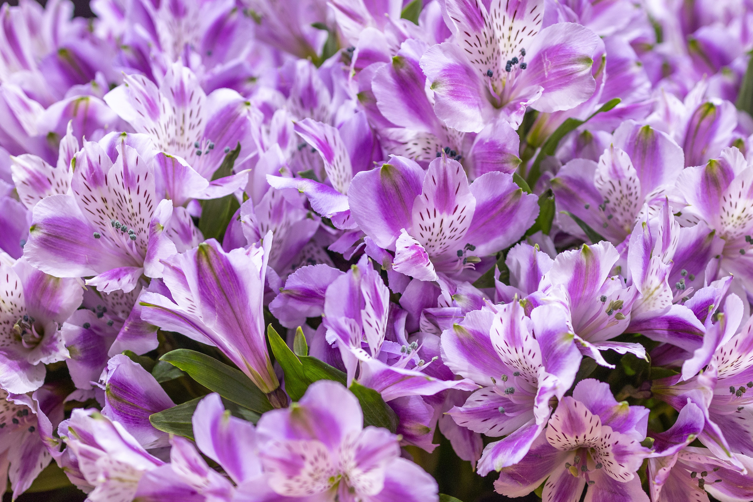 Цветы-Экспо 2025. Фотосессии и репортаж — Фотограф в Москве — Рина Серёгина