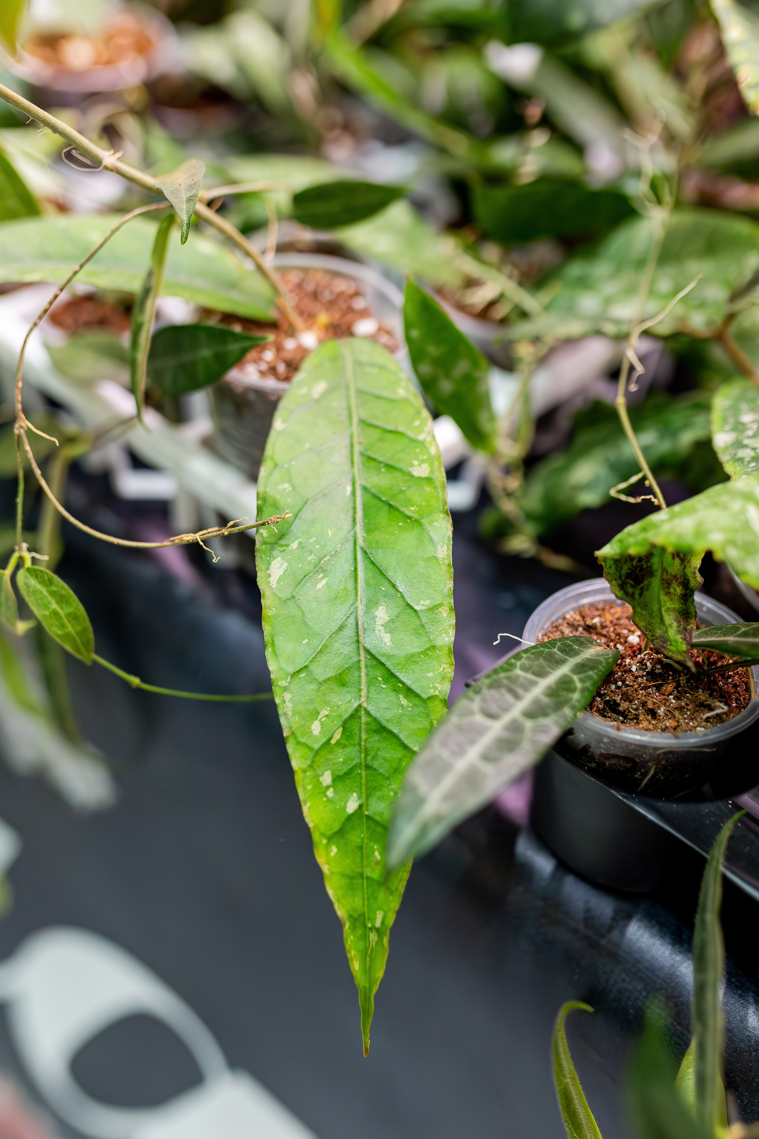 Монстериум апрель 2026. Александра Куликова фотограф, Москва