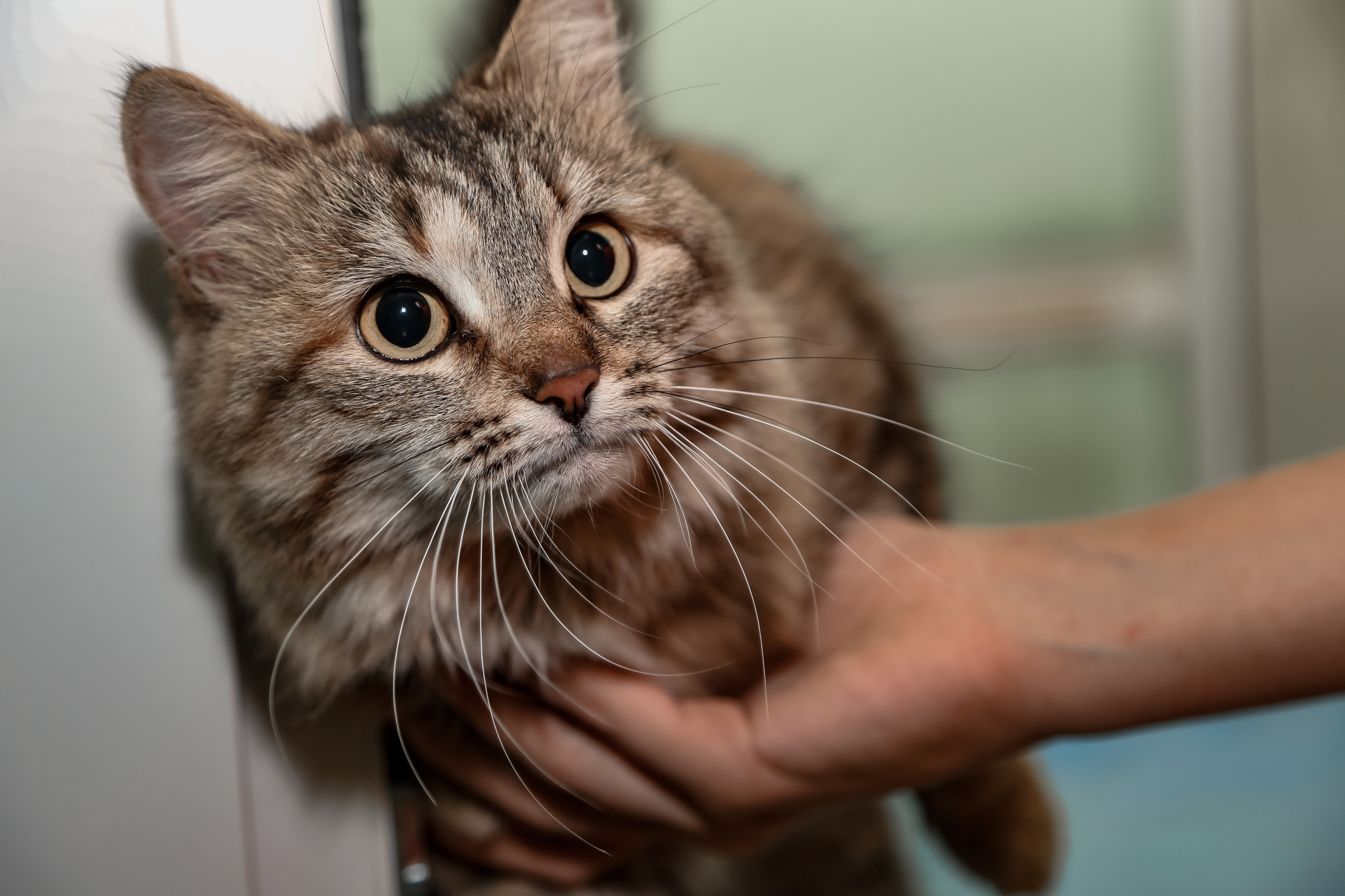 Приют Кошкин Дом Филимоша. Ваш фотограф в Оренбурге Рощупкина Екатерина