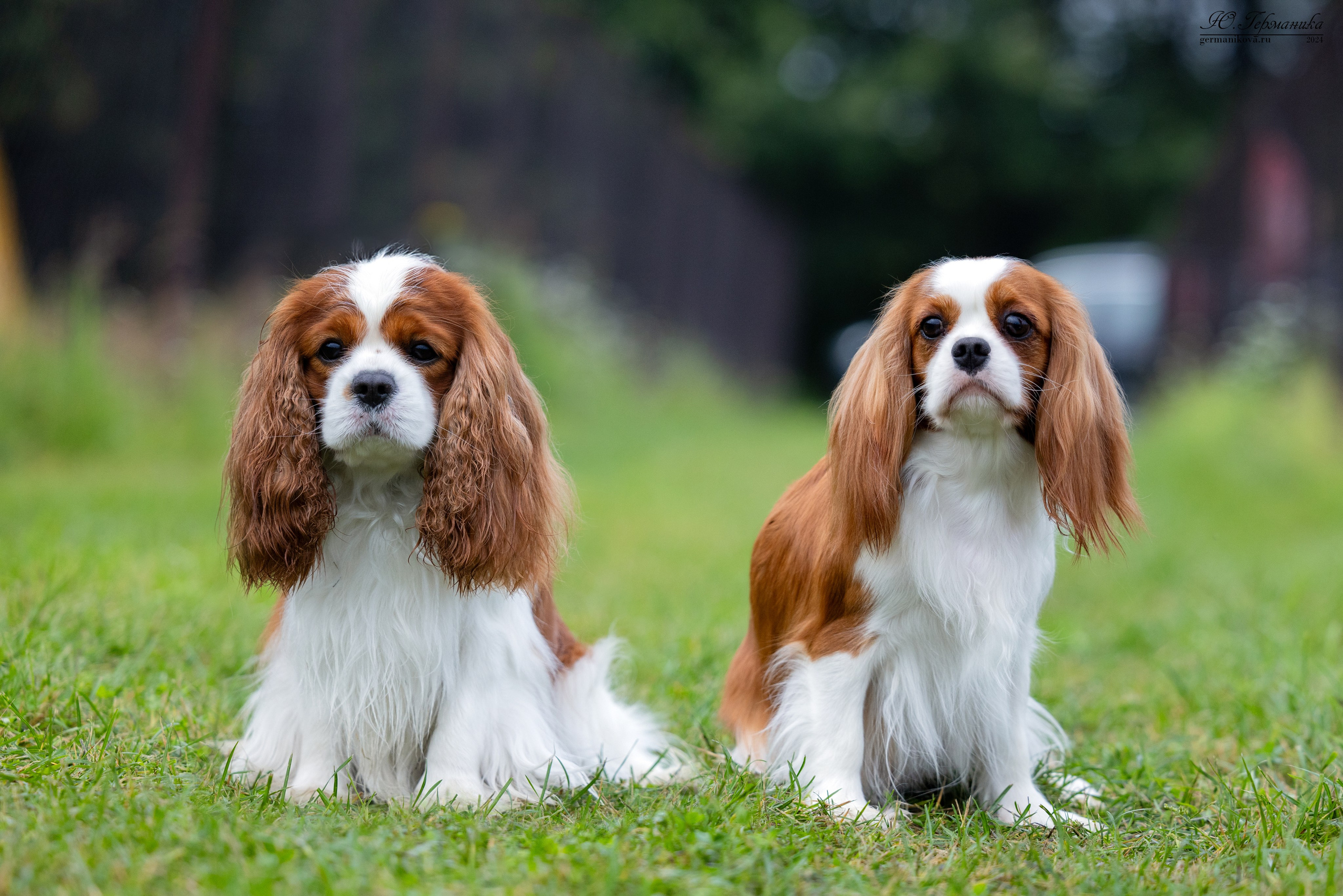 Ярославль 21.07.24 и Балашиха 13.07.24. Фотограф-анималист Юлия Германика