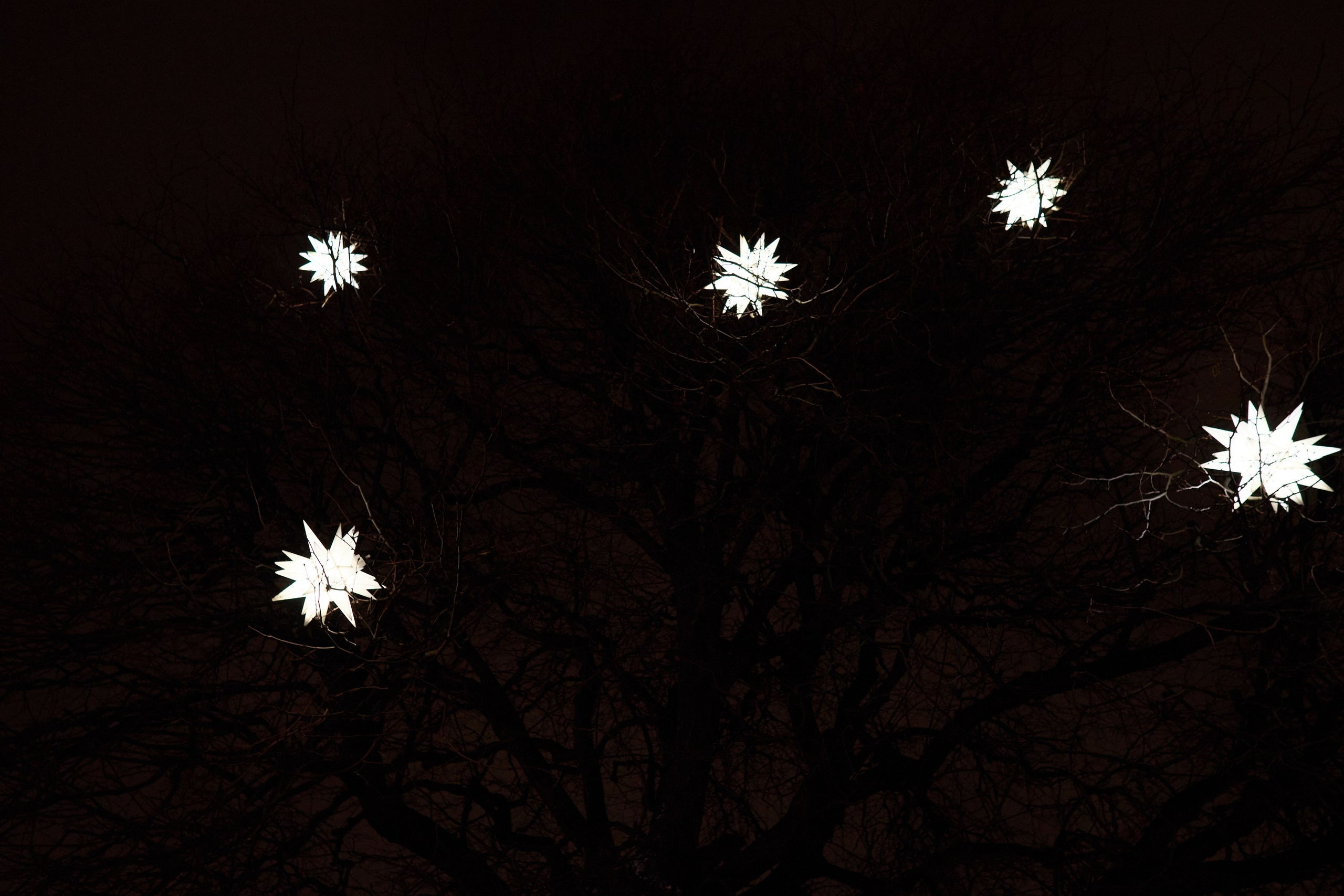 Рождество въ Санктъ-Петербургѣ. Фотографъ Сергѣевъ. Поймать мгновеніе