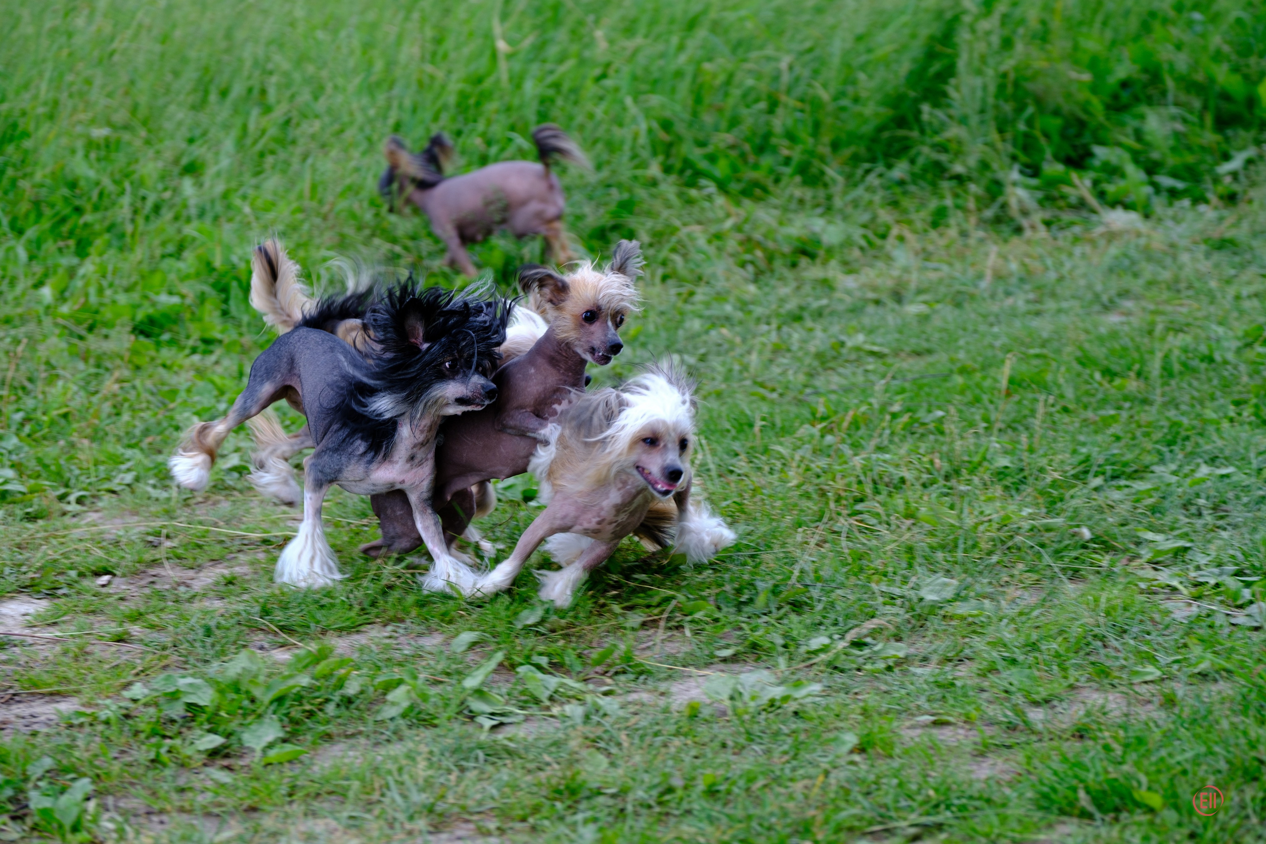 Вороново. Питомник китайских хохлатых собак Poale Ell: купить щенка