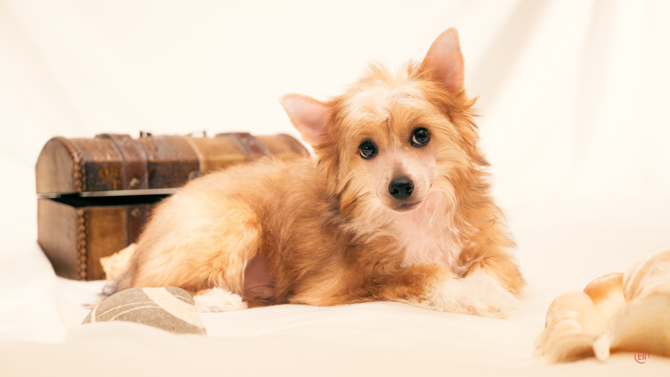 Poale Ell Veles. Chinese Crested Dog Kennel Poale Ell