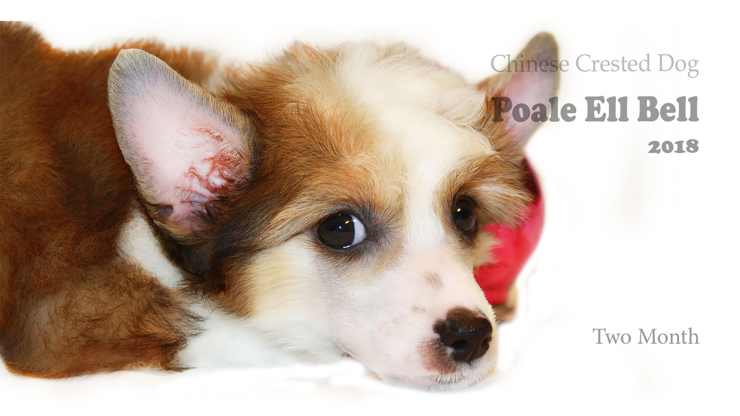 Poale Ell Bell. Chinese Crested Dog Kennel Poale Ell