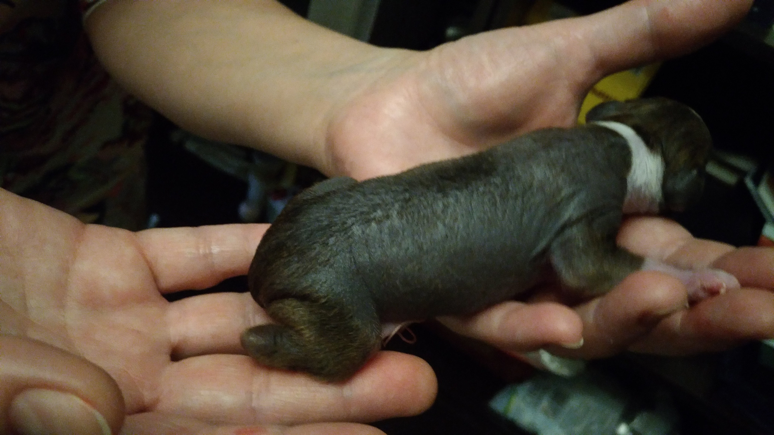 Litter B. Chinese Crested Dog Kennel Poale Ell