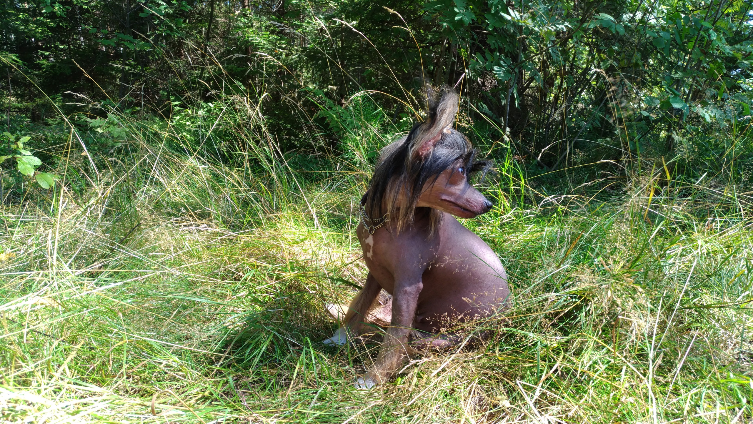 Hike to Konakovo. Poale Ell Chinese Crested Dog Kennel: Buy a puppy from the kennel