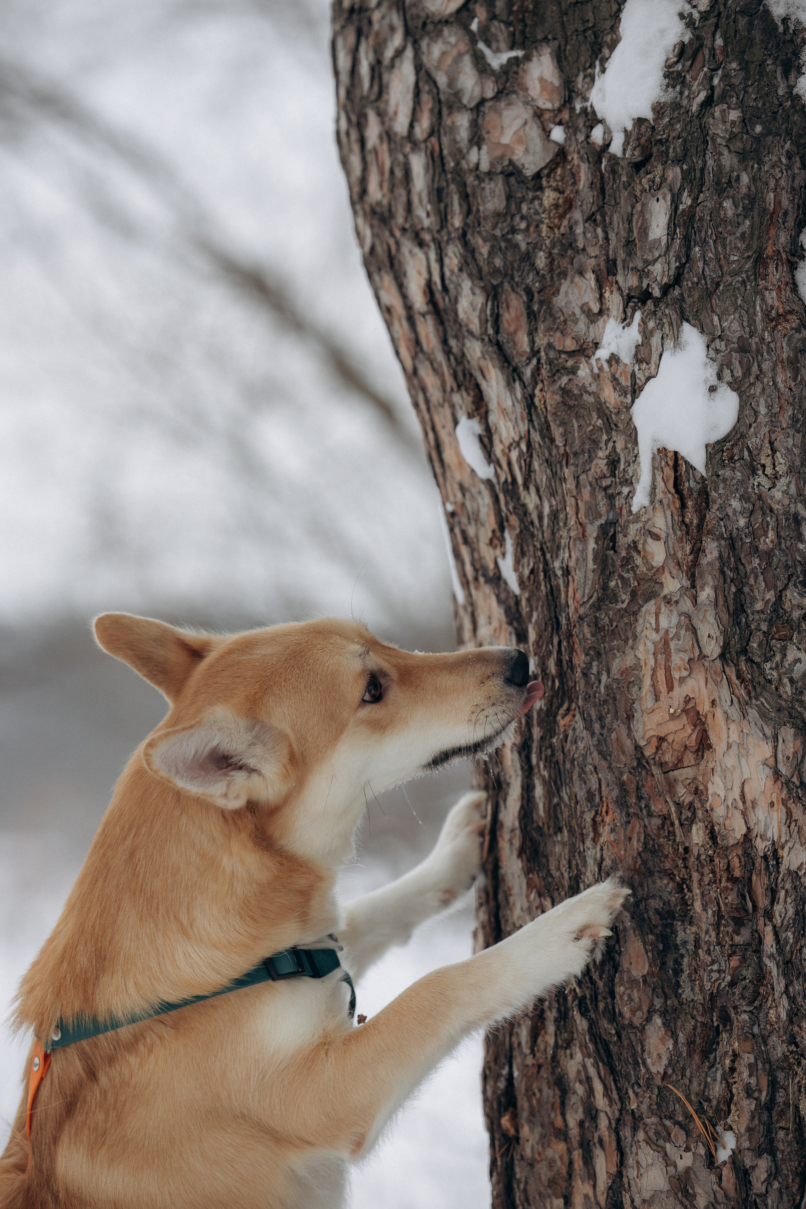 Прогулка на озере зимой. Фотограф анималист в Казани Алина Сулейманова. Фотограф животных