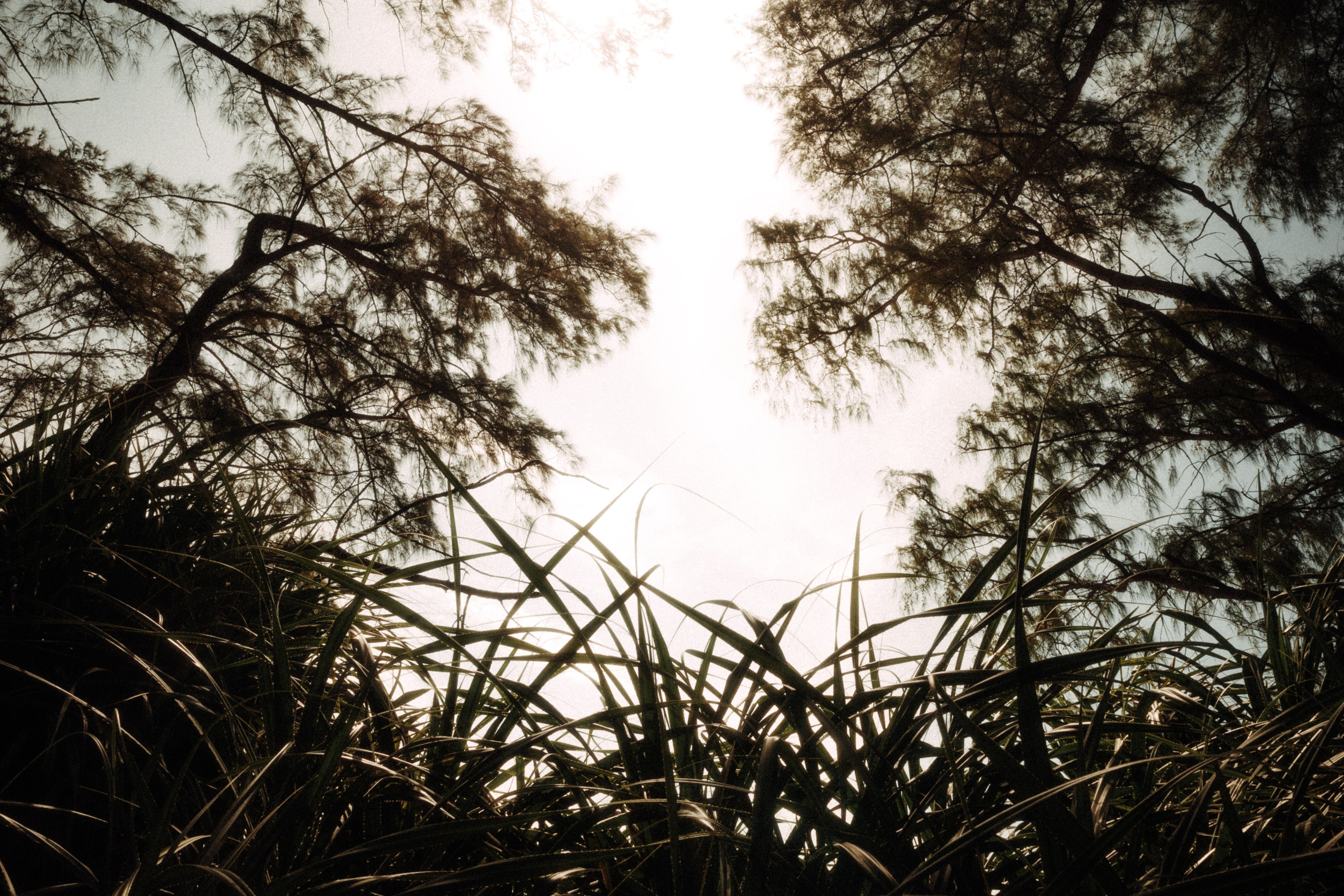 Вьетнам плёнка. Свадебный фотограф в Спб Сергей Баланян