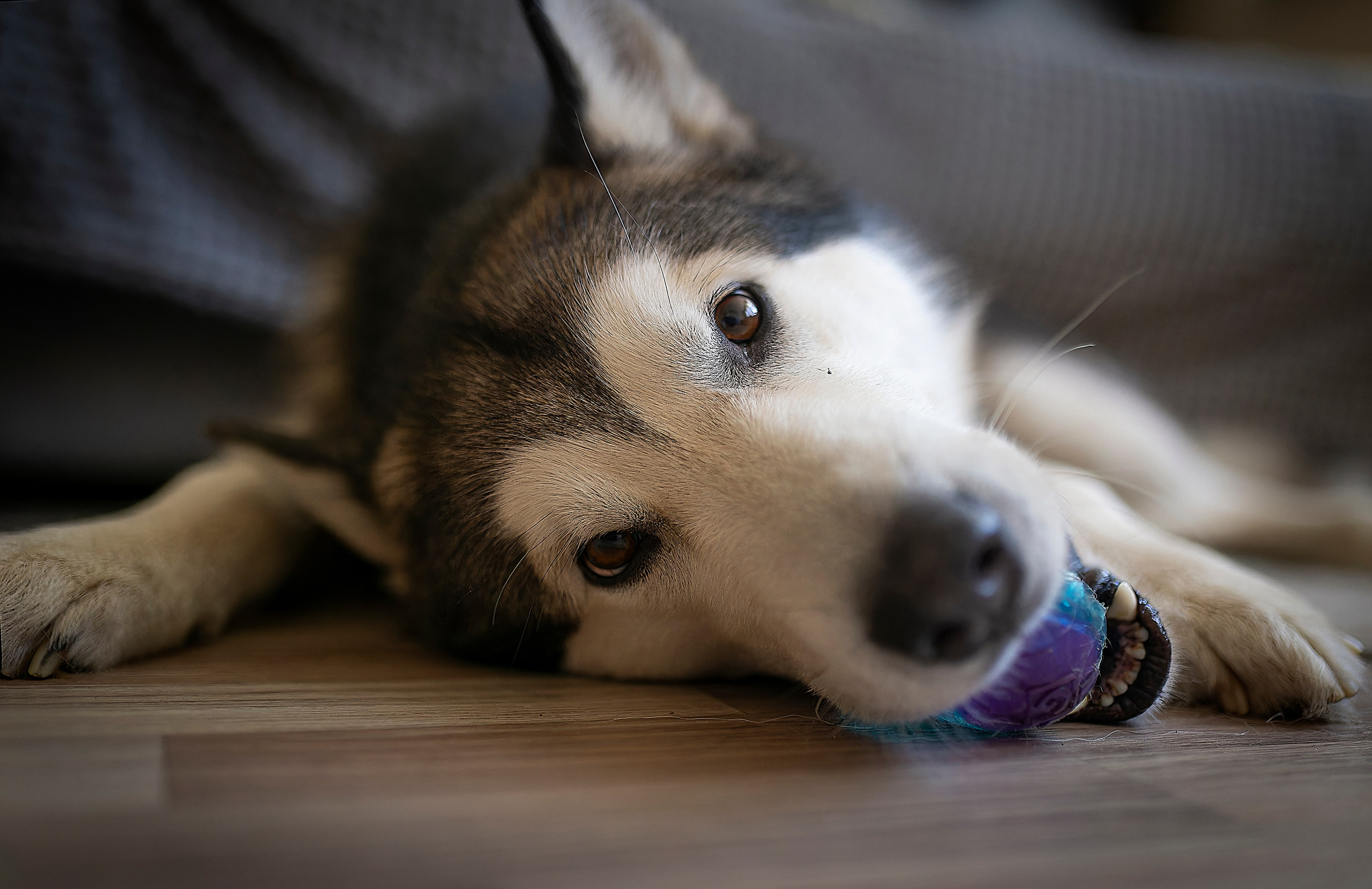 Мои маламуты.Ярик. Лев Постнов.Фотограф. Нижний Новгород