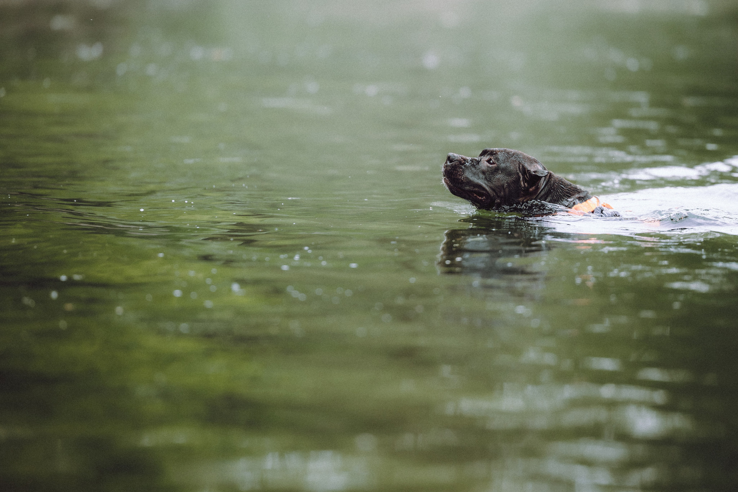 Паша, Хайди и Тея