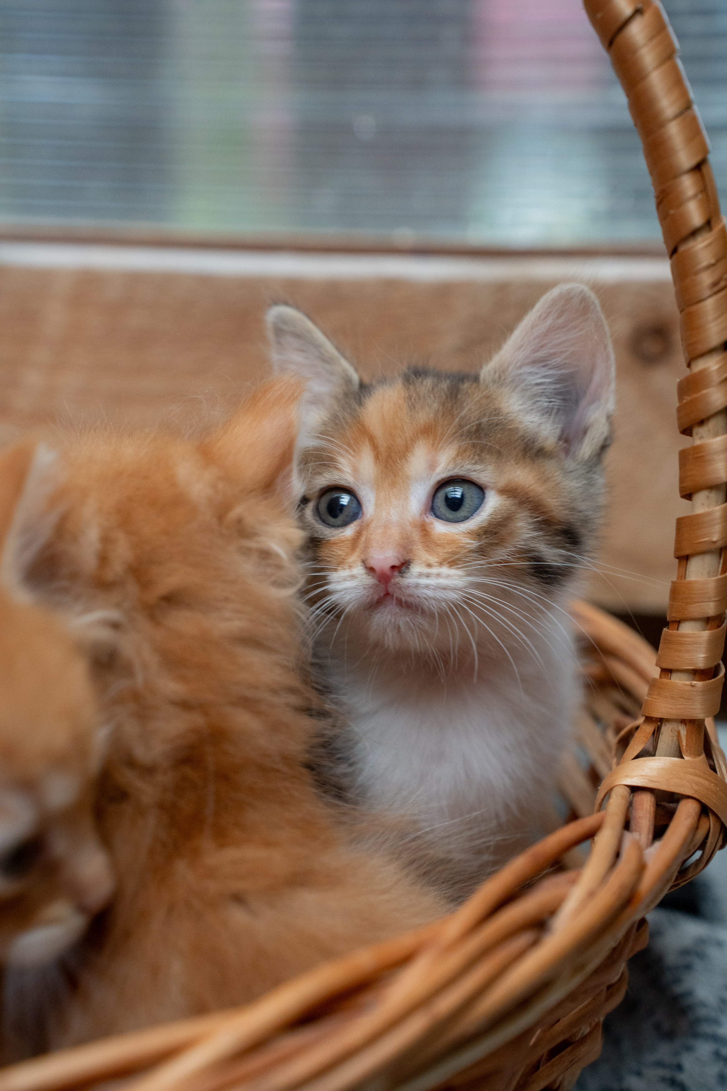 Анимализм. Портретный фотограф Олеся Владимирова в Москве