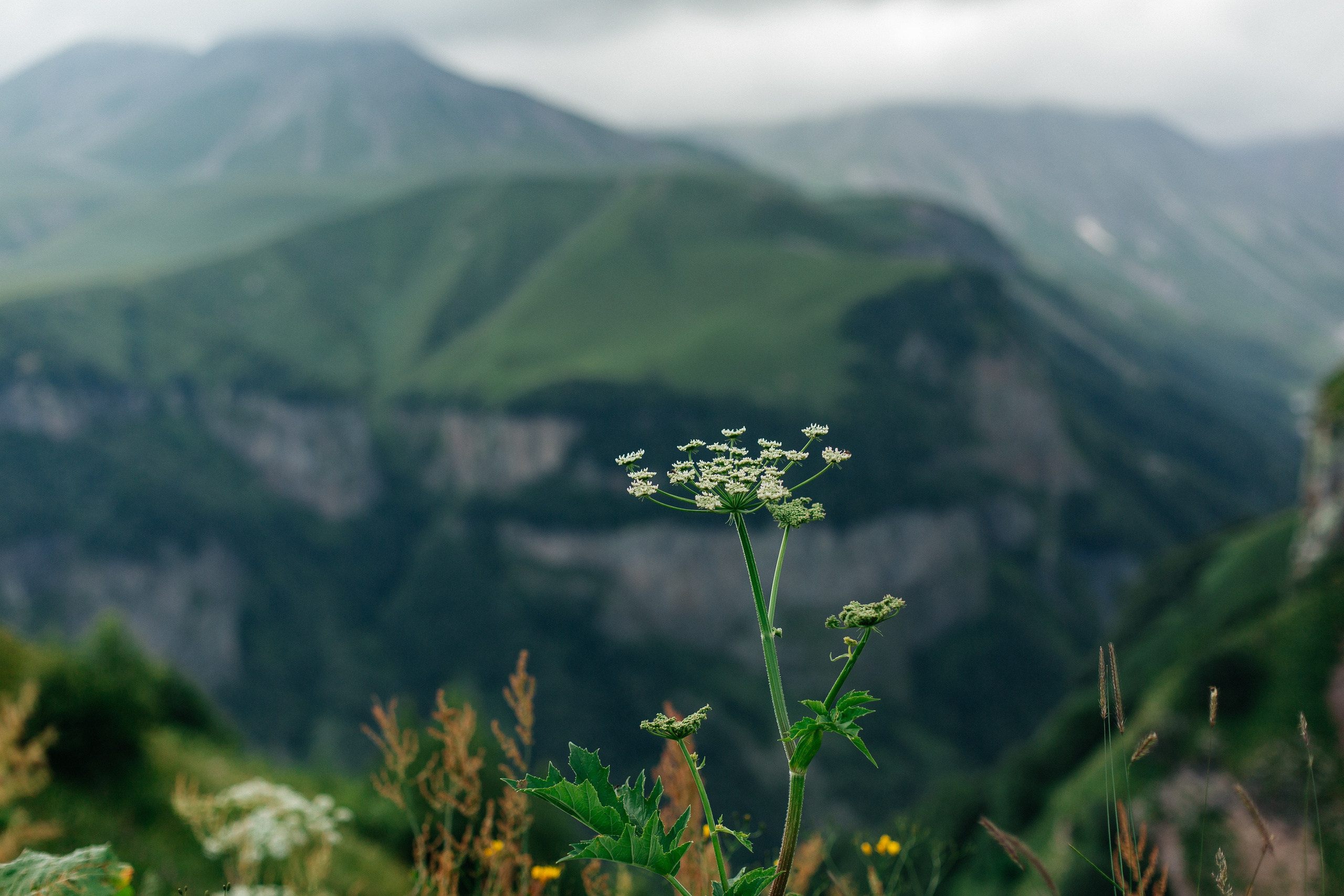 Тур в Грузию