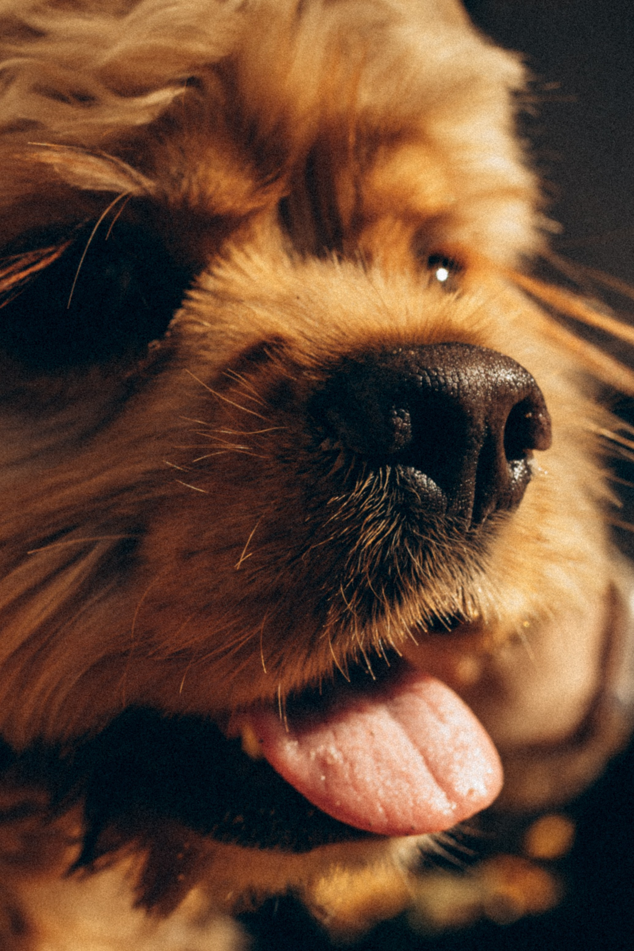 Саша Леся и Чипс. Свадебный фотограф Казань