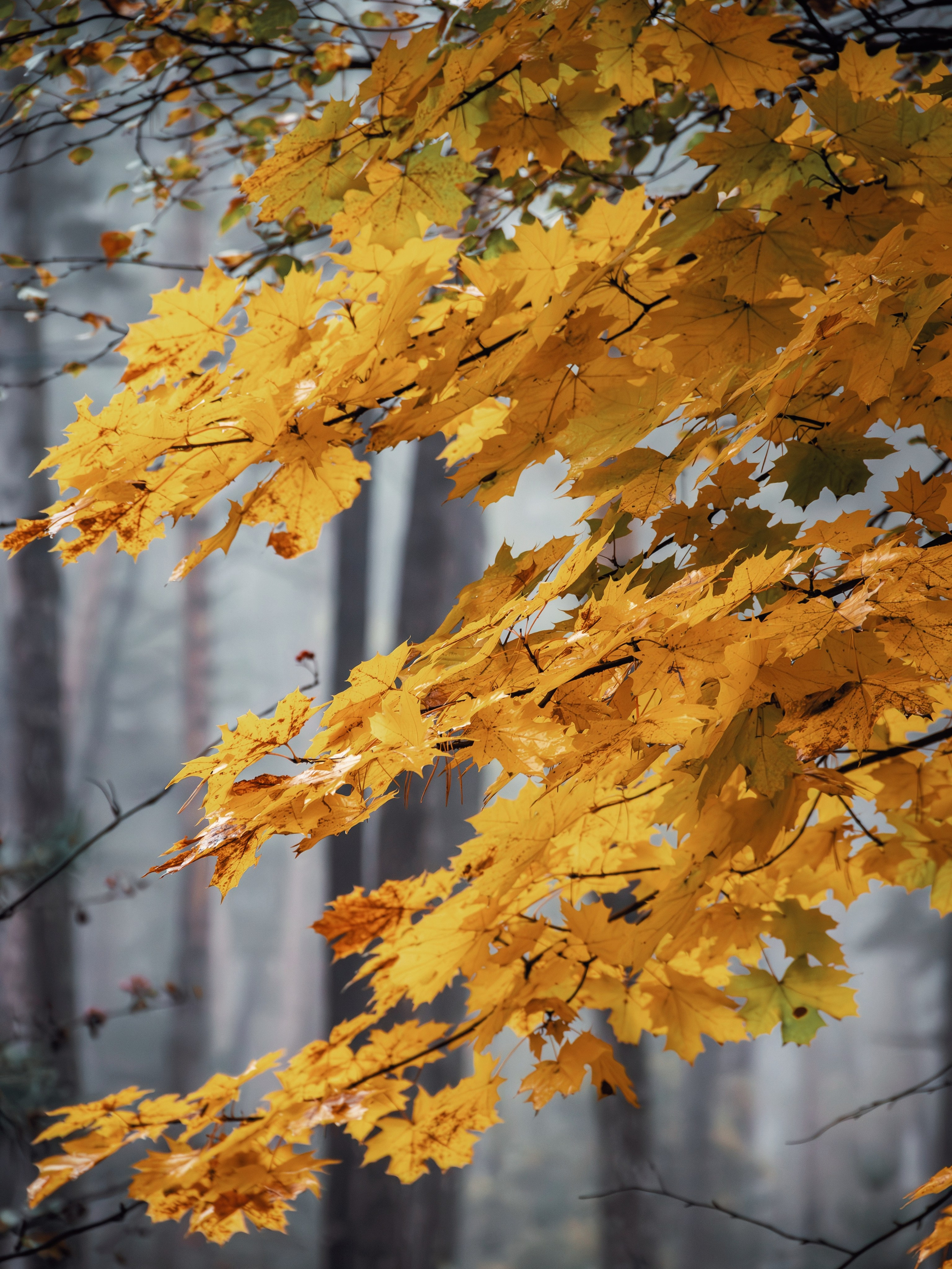 Октябрьский туман. С любовью, фотохудожник