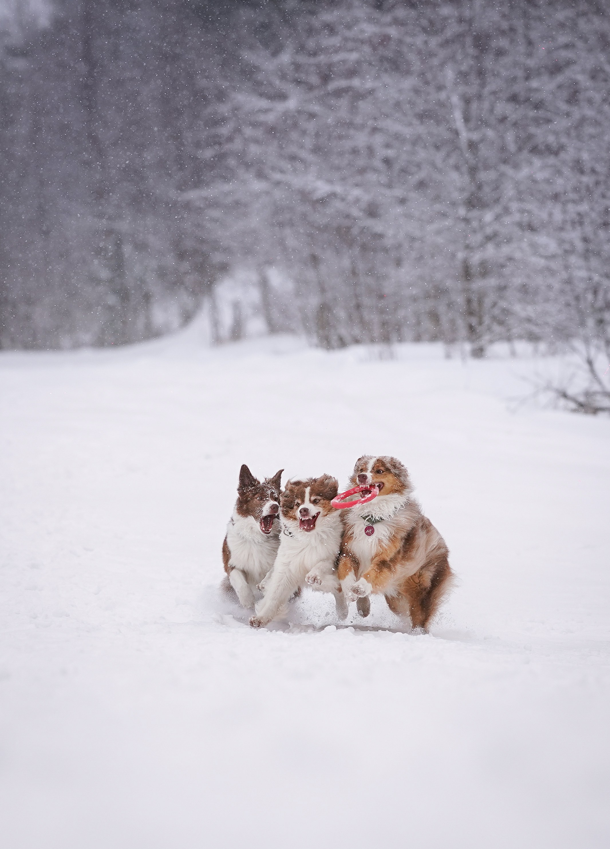 Красно-рыжая банда. Фотограф-анималист в Санкт-Петербурге Яна Мартынова