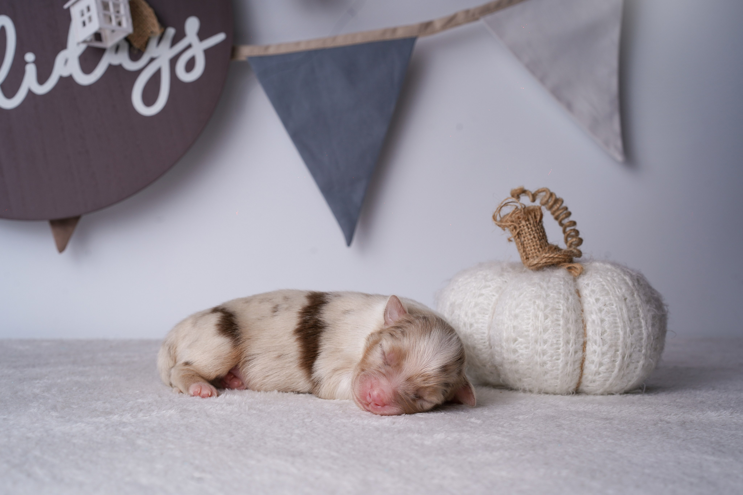 Щенули аусси. Фотограф-анималист в Санкт-Петербурге Яна Мартынова