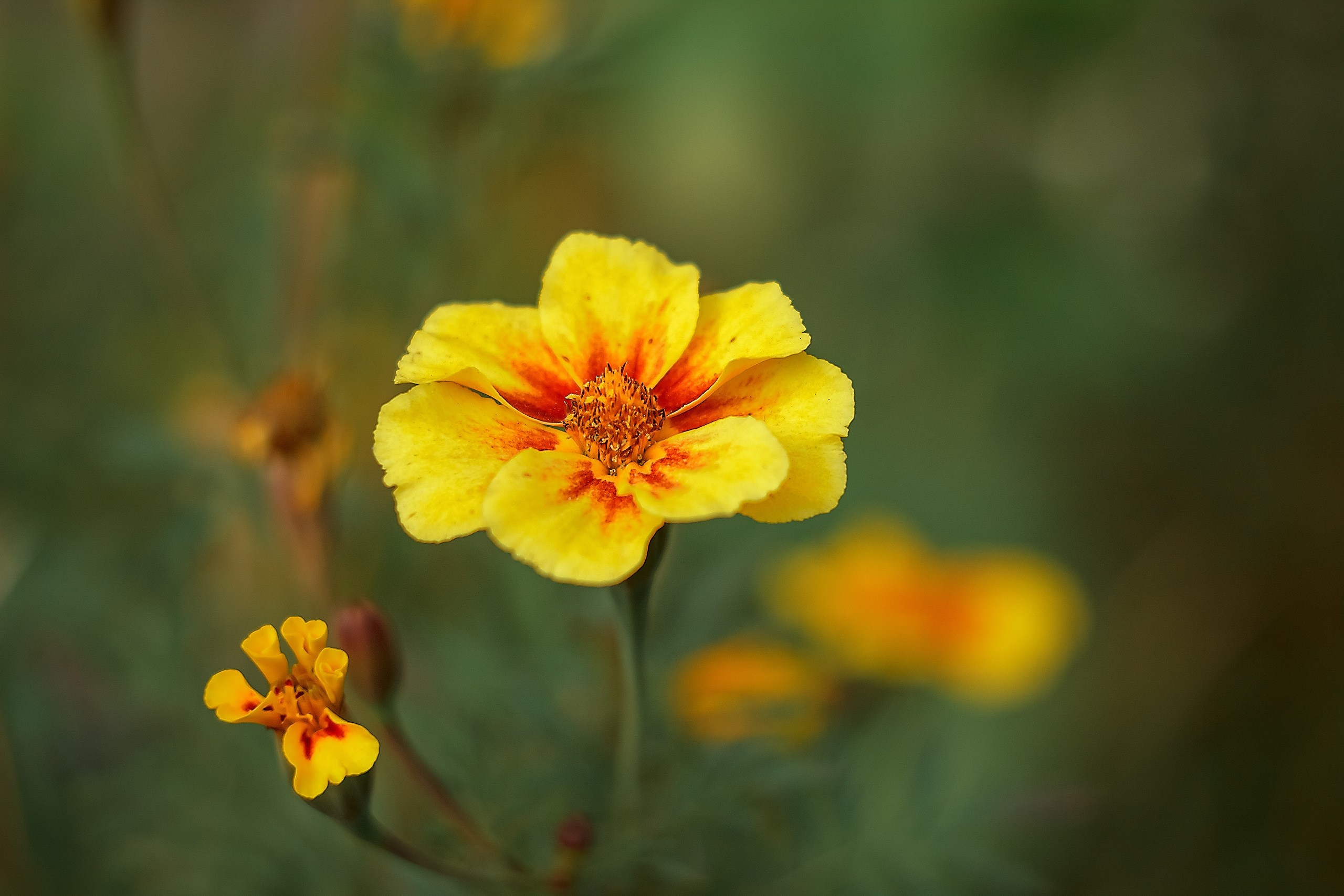 Великое в Малом. Аmat Victoria Сuram
