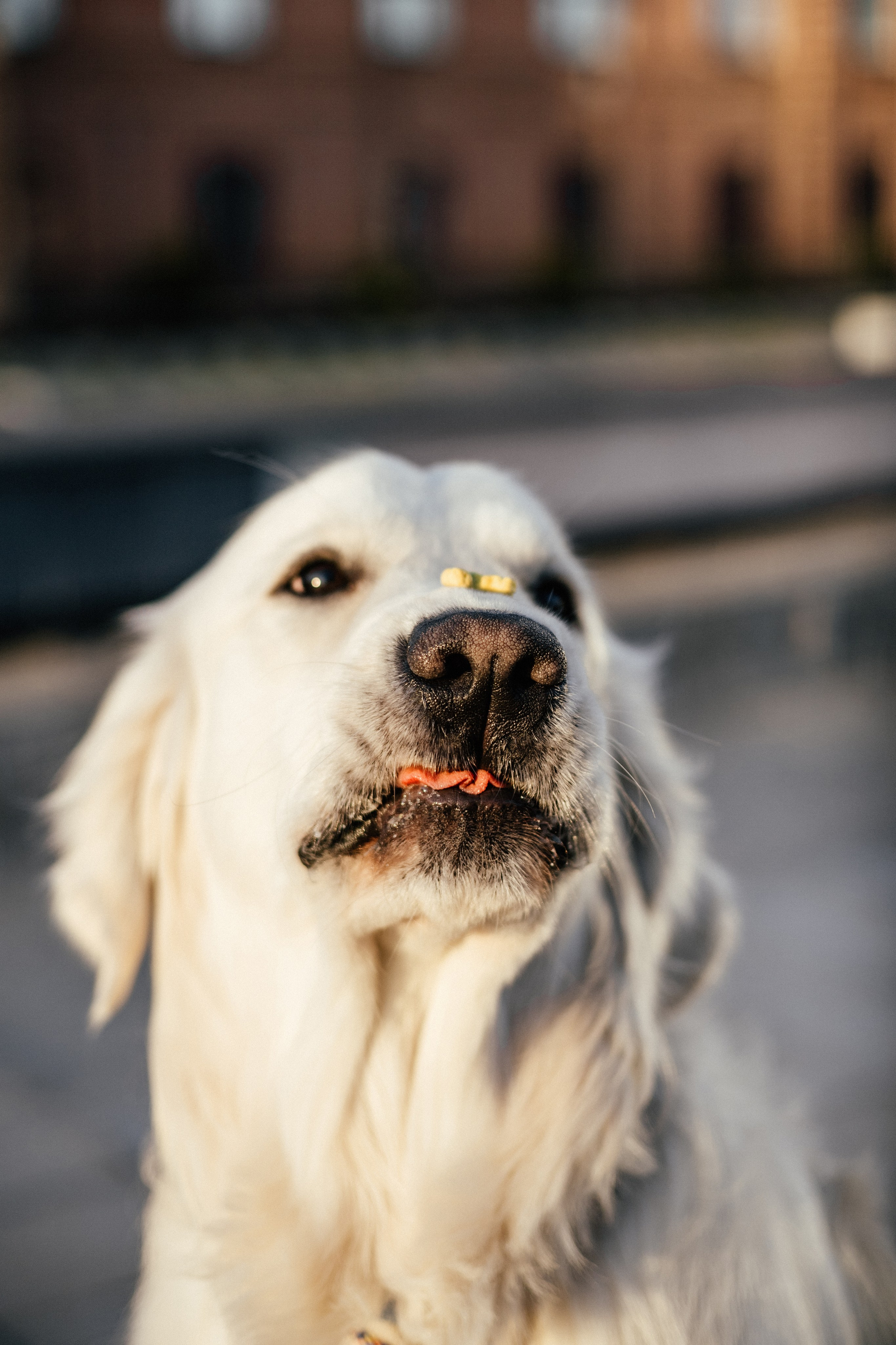 Ира и Байрон. Фотограф — анималист Владивосток, Алина