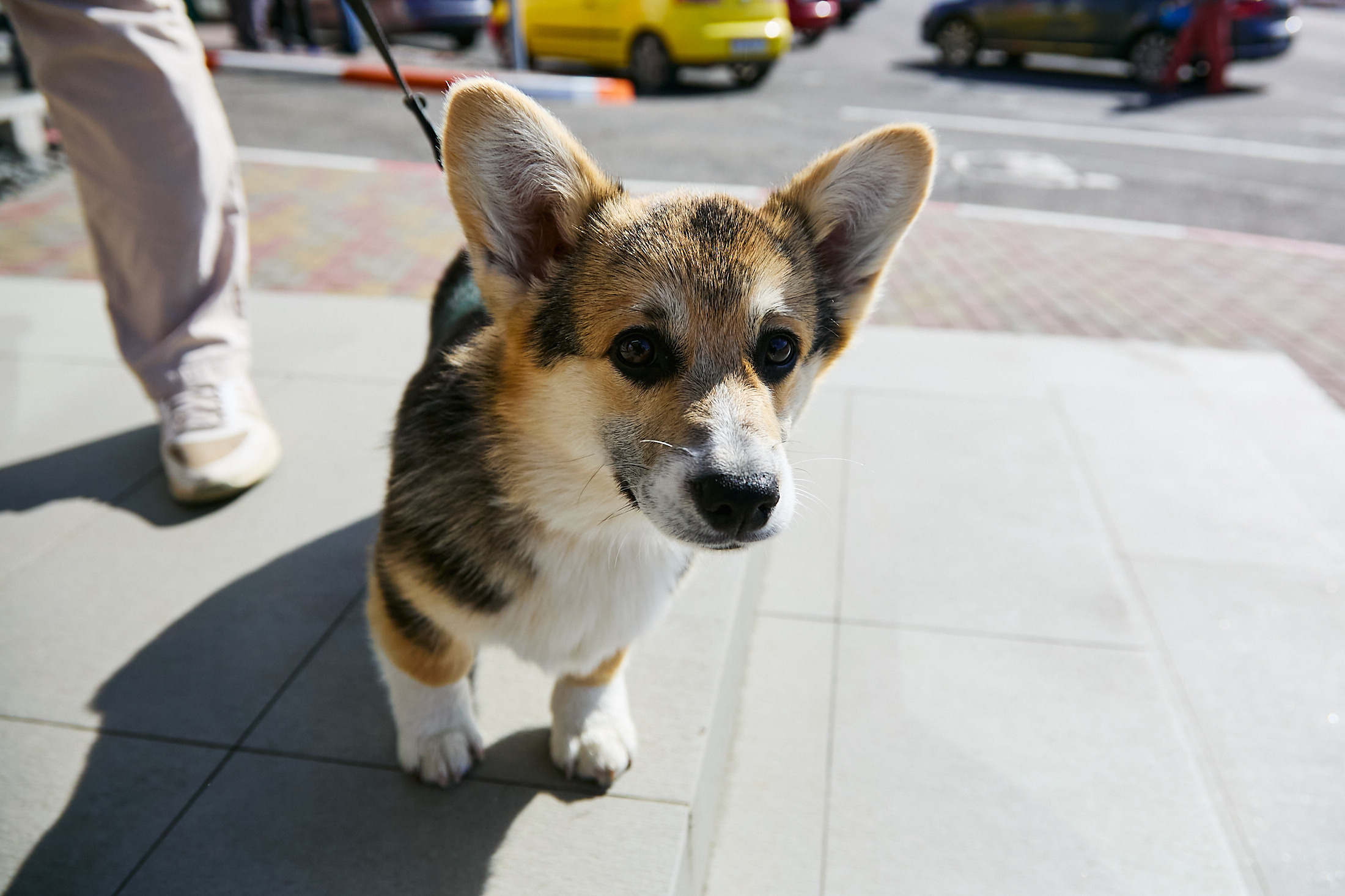 Summer party. Фотограф Дмитрий Смелов