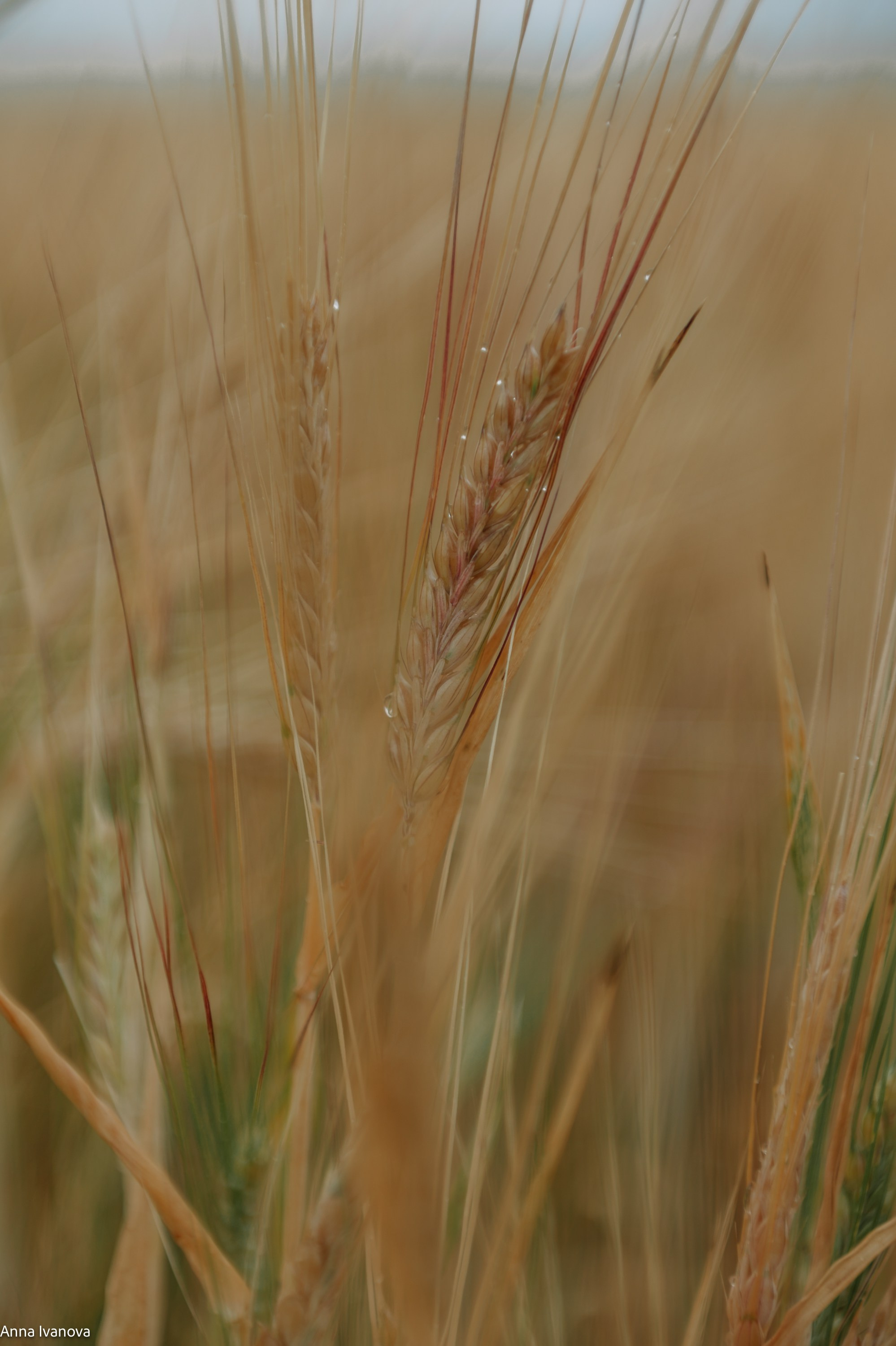 Свадебная фотосессия. Анна Иванова Свадебный Фотограф Чебоксары