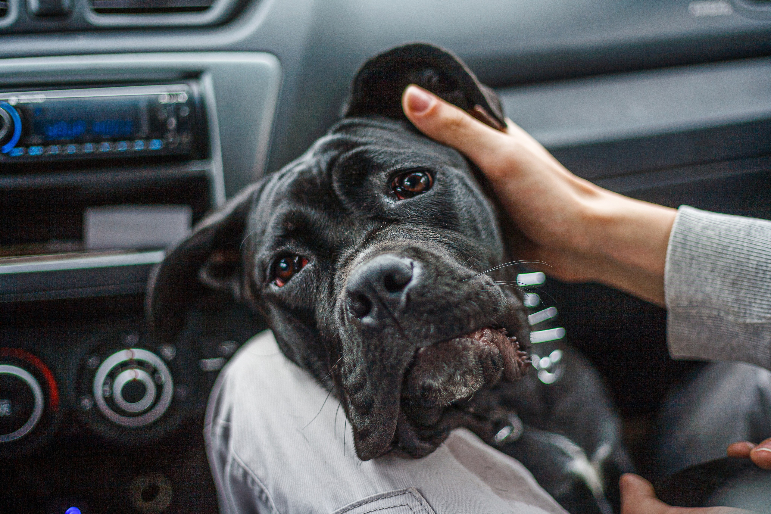С животными. Фотограф Челябинск · Ольга Серебрякова