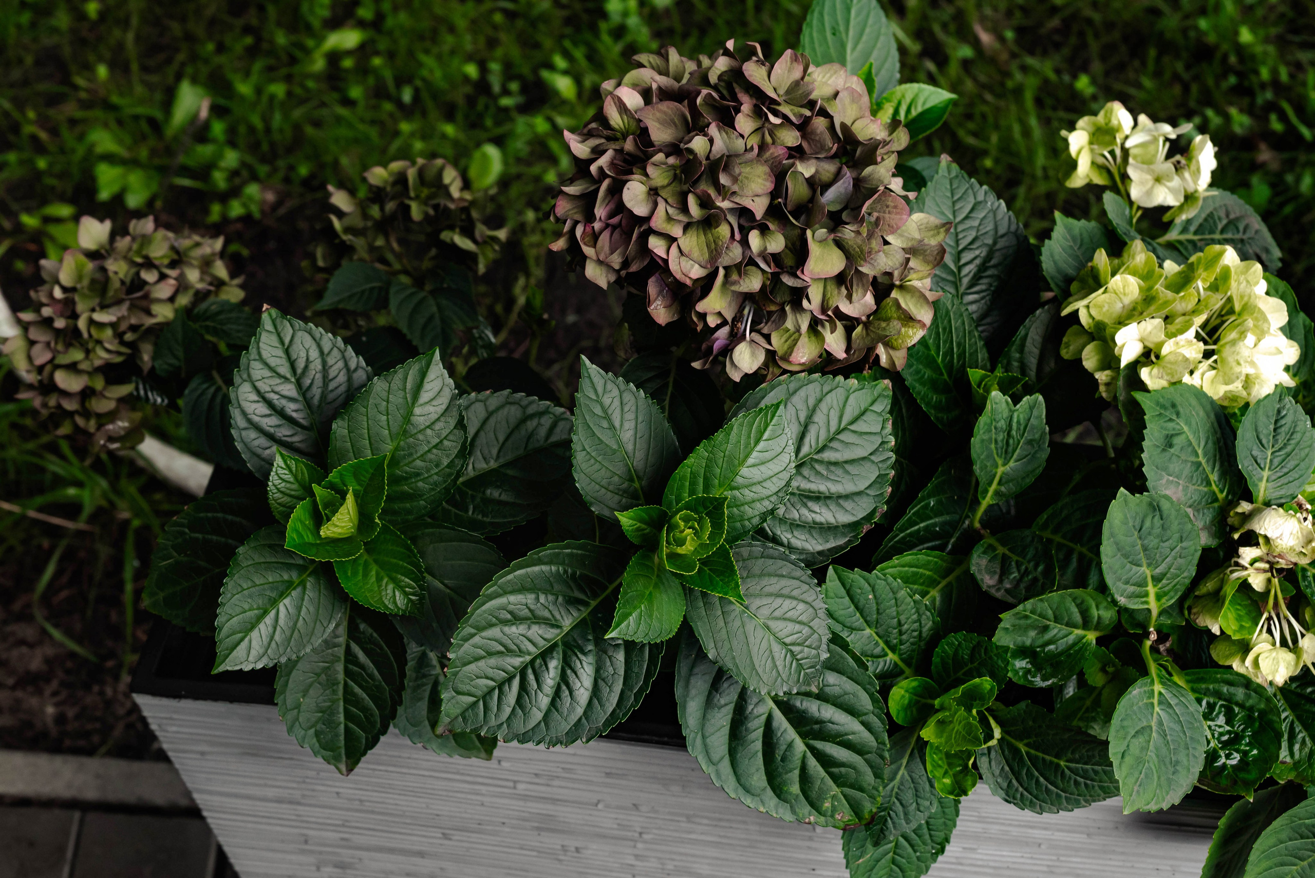 Total black. Свадебный и семейный фотограф в Новосибирске, Санкт-Петербурге, Москве