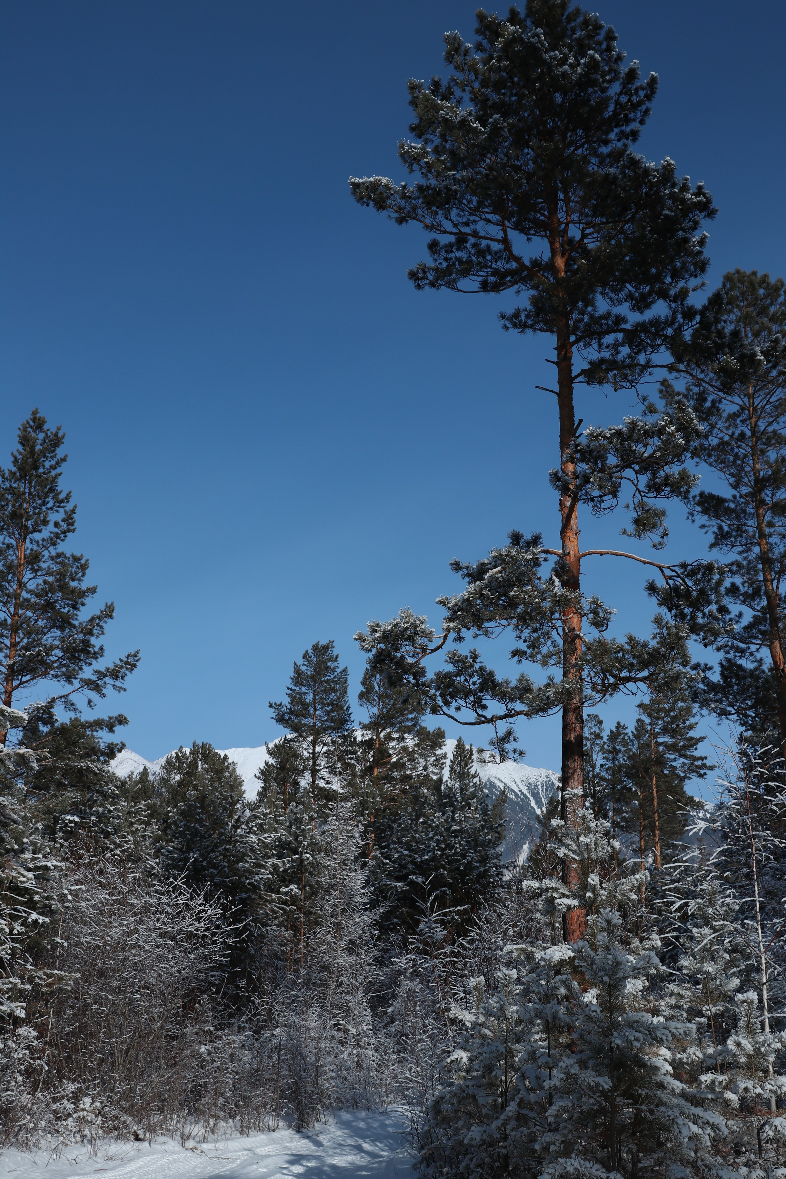 Аршан. Январь 2024. Путешественник-фотограф из Санкт-Петербурга Татьяна Свистулина