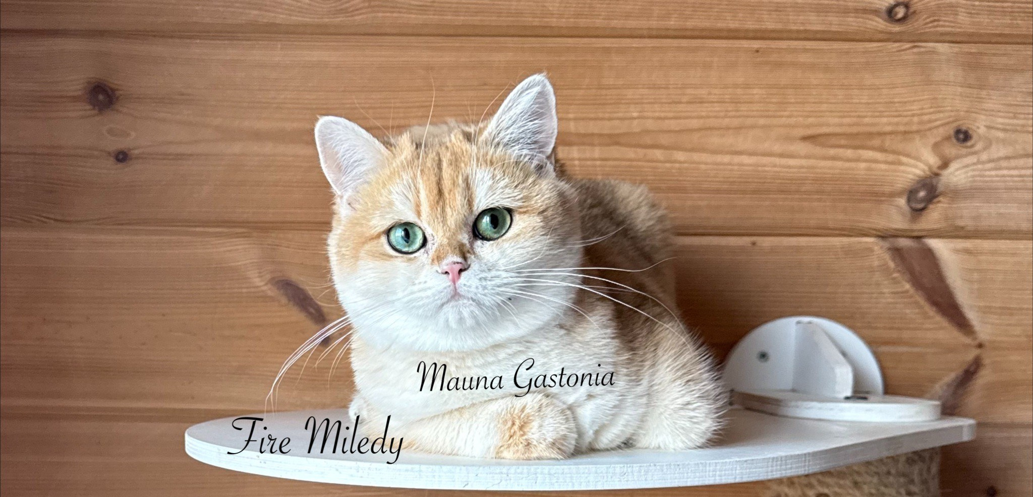 Fire Miledy. Mauna Gastonia
