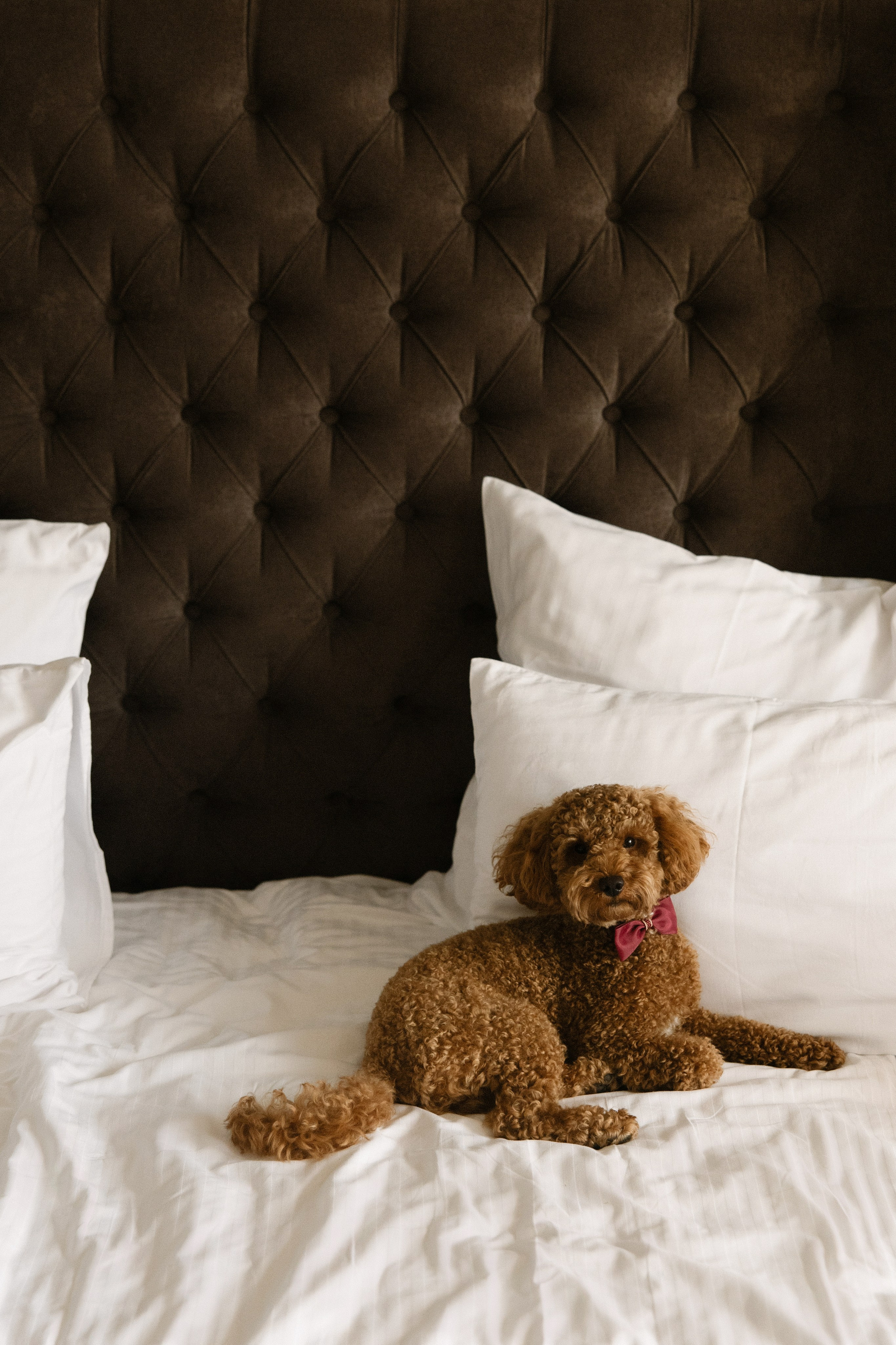 Смехом согреты. Свадебный и семейный фотограф Мария Князева в Санкт-Петербурге