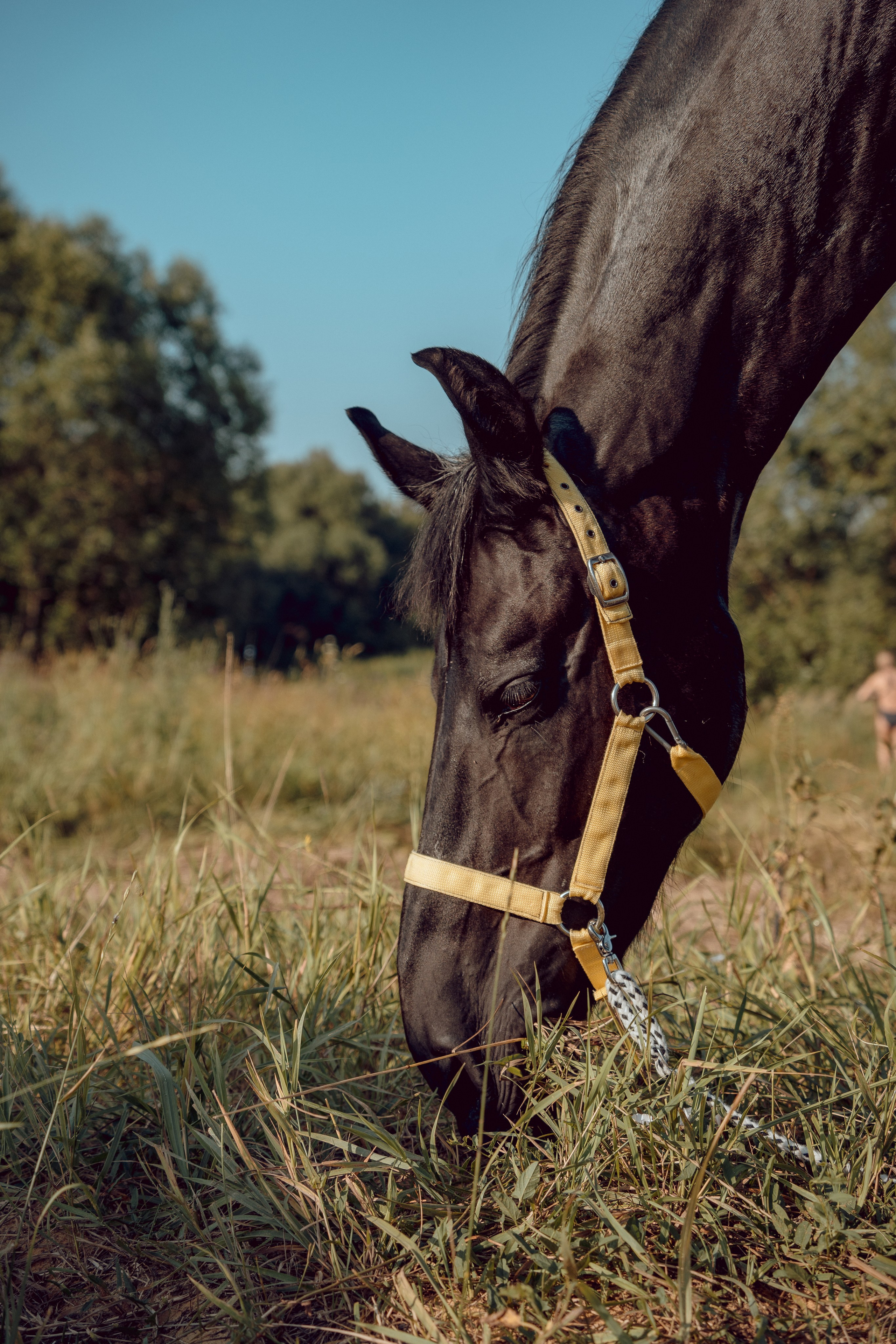 Купание лошадей 05.07.2024. Портретный и семейный фотограф в Москве/Видное