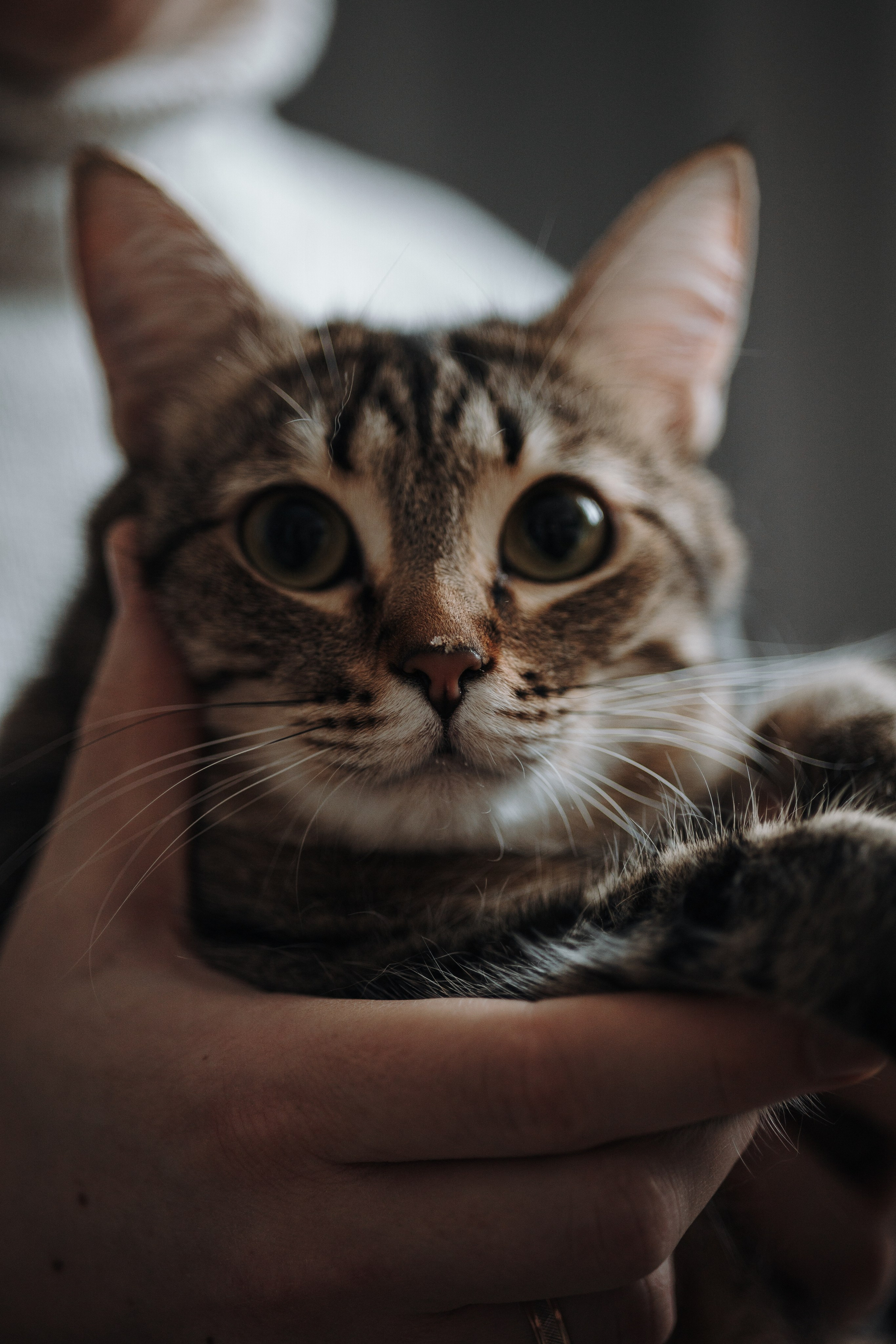 Мася и ее семья. Фотограф — Анималист | Санкт-Петербург