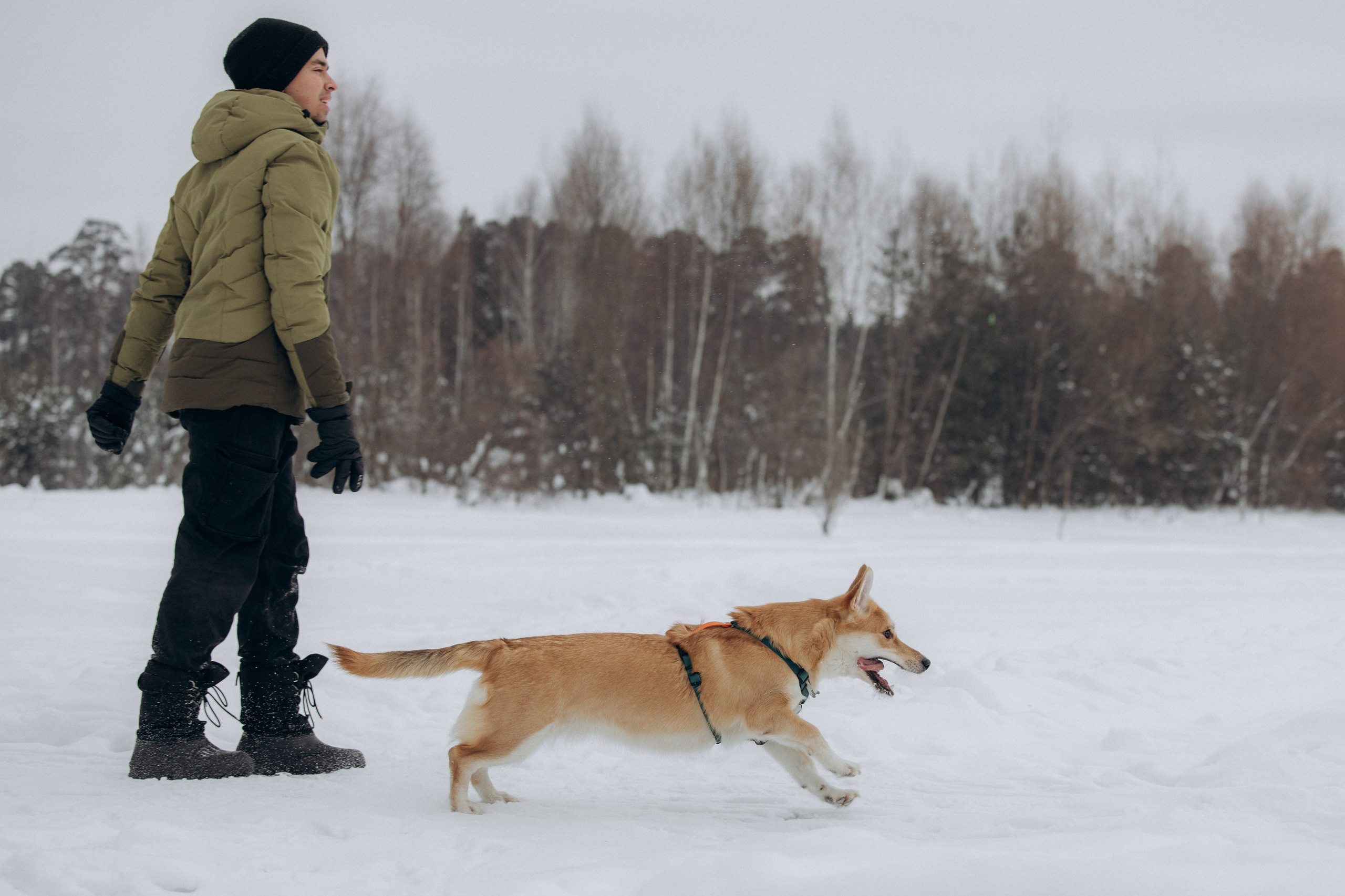 Прогулка на озере зимой. Фотограф анималист в Казани Алина Сулейманова. Фотограф животных