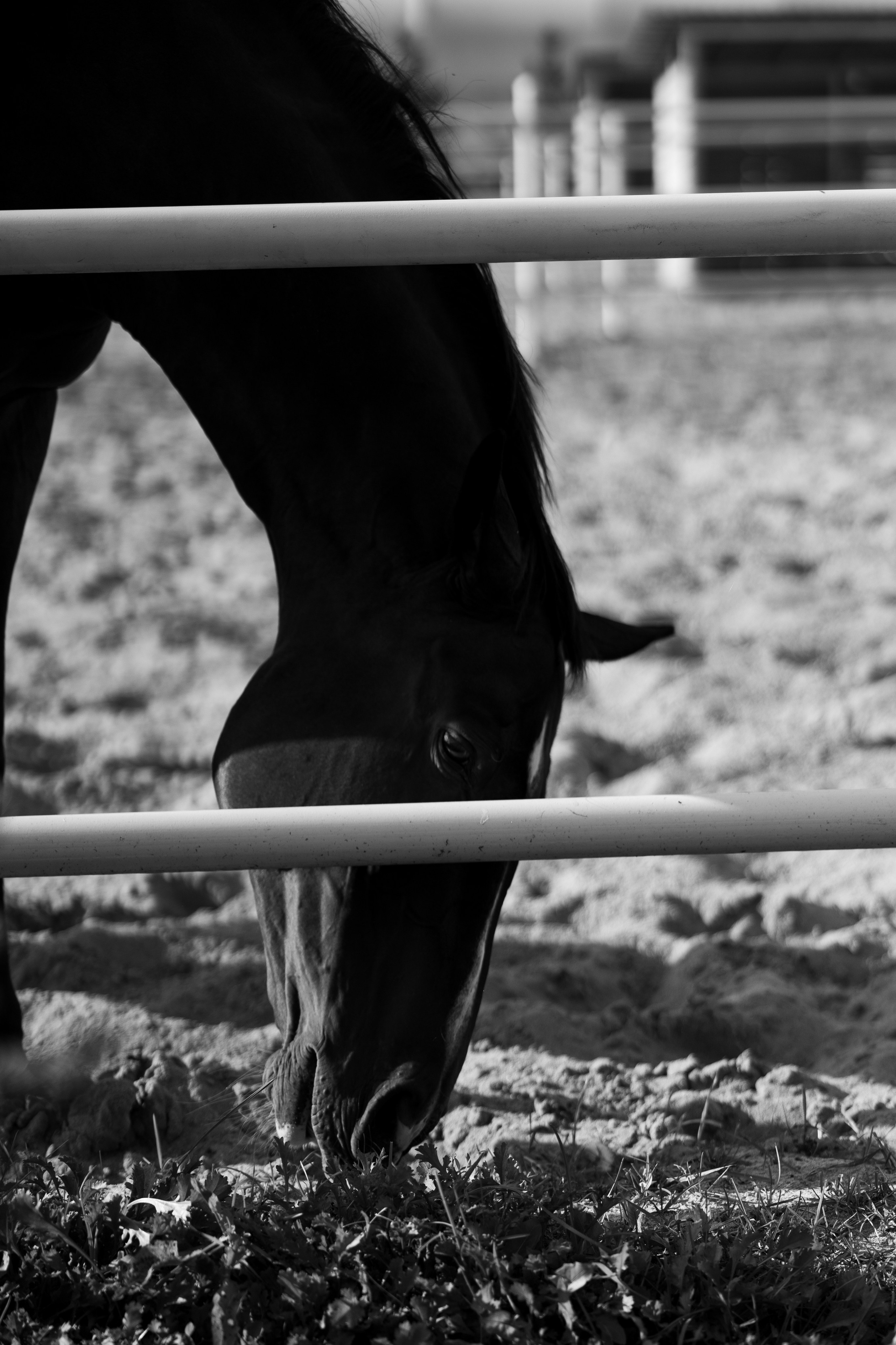 Анна и Слава, Green Family Club. Свадебный фотограф | Москва