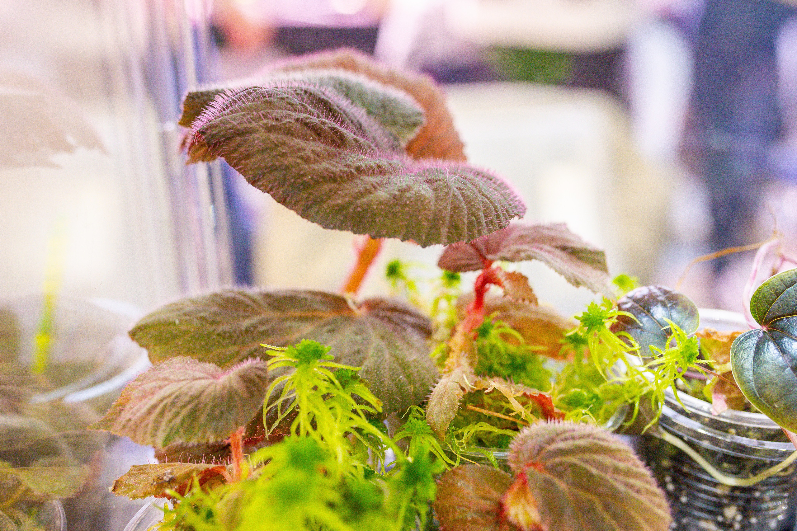 Монстериум 11–12 октября. Александра Куликова фотограф, Москва