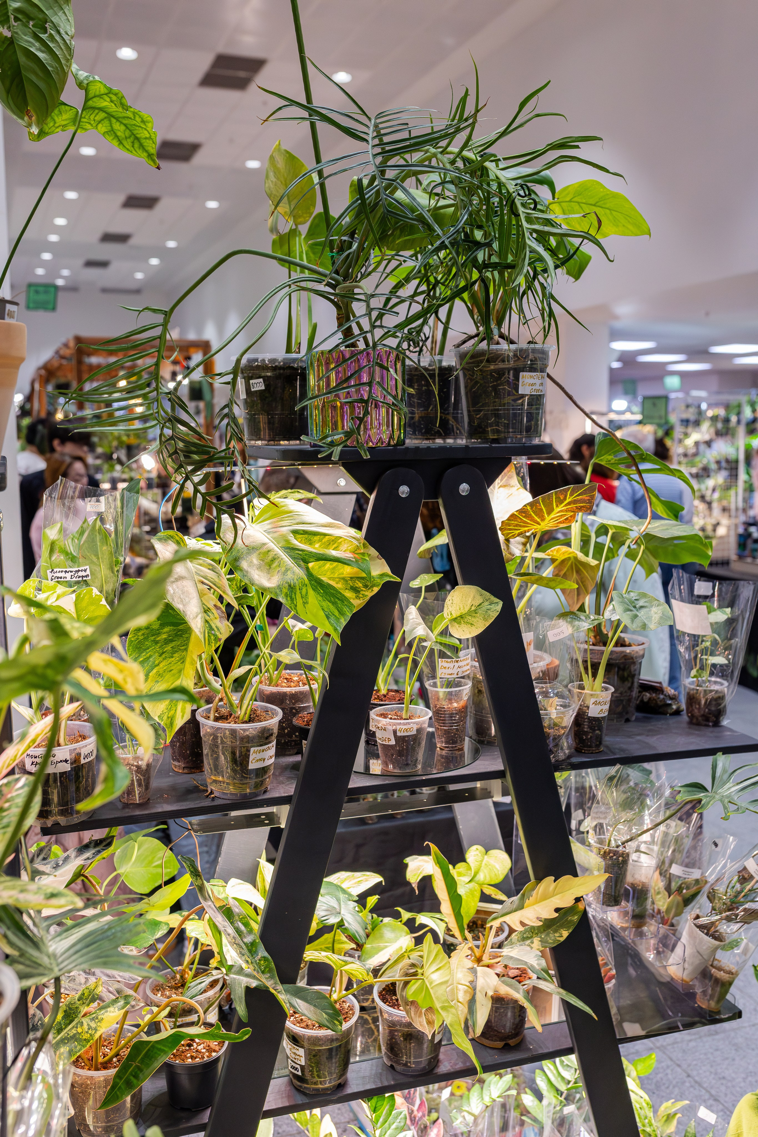 Монстериум апрель 2026. Александра Куликова фотограф, Москва