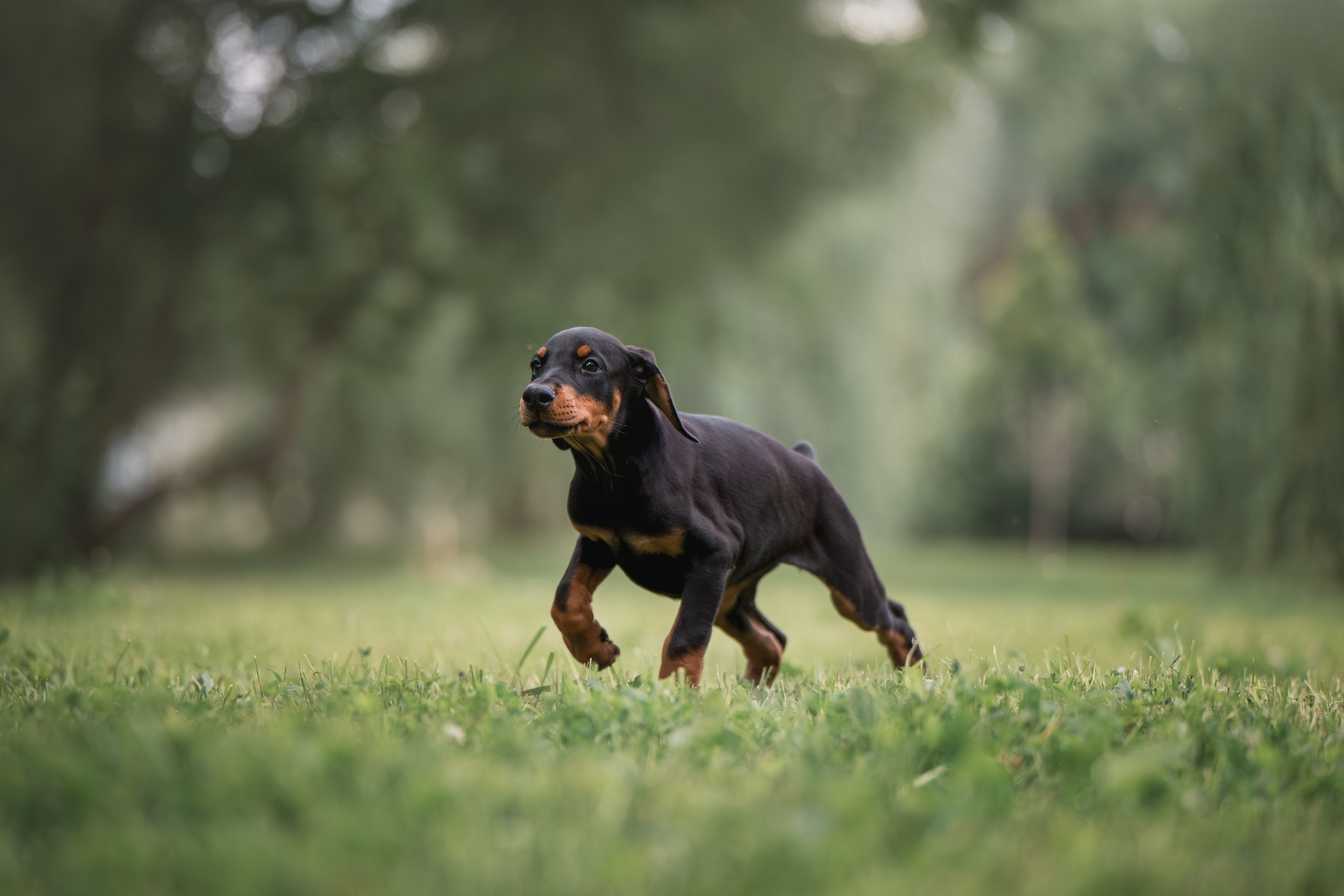 Щенки Доберманов. Фотограф Анималист в Москве Анастасия Жучкова