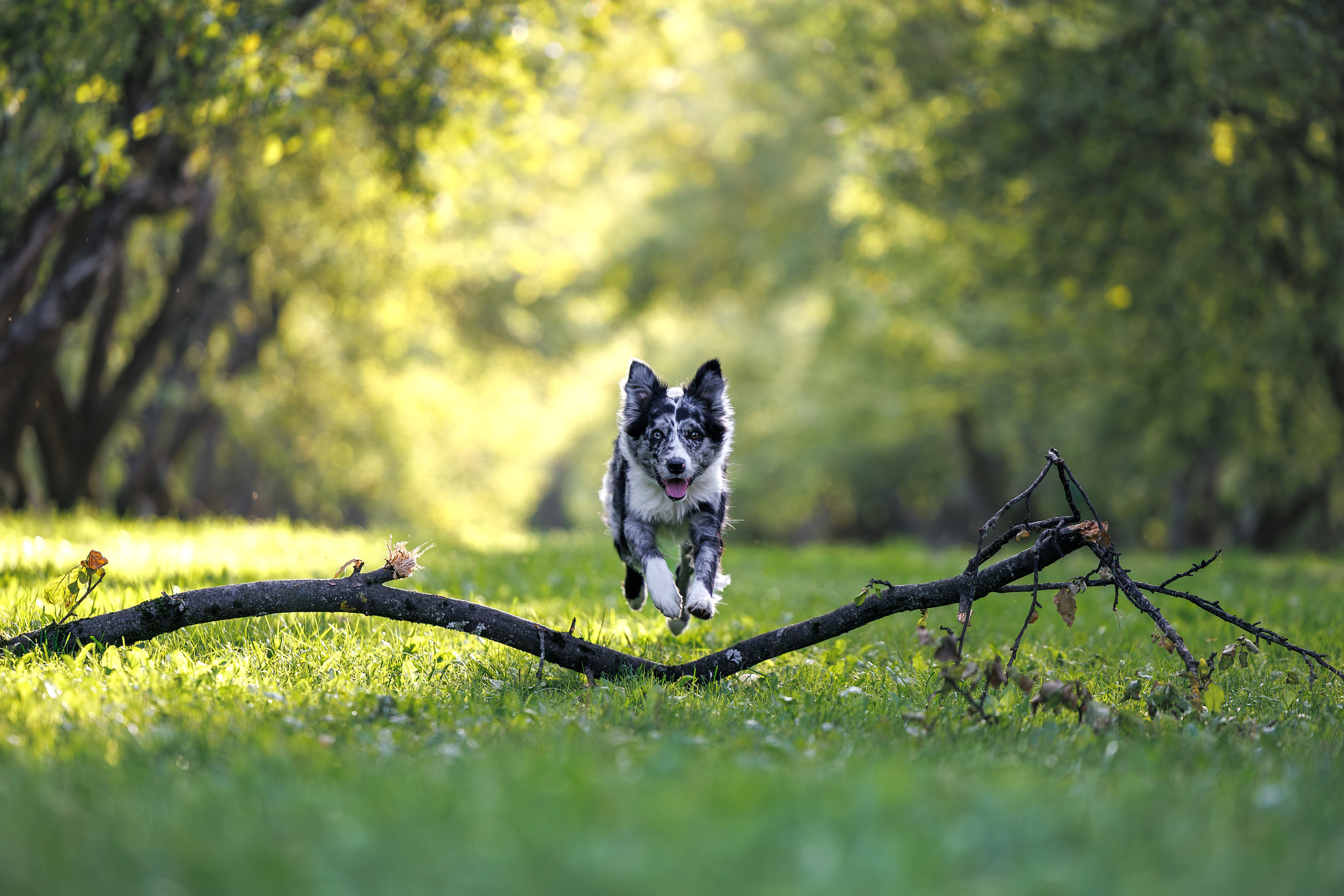 Бордер Колли. Фотограф Анималист в Москве Анастасия Жучкова