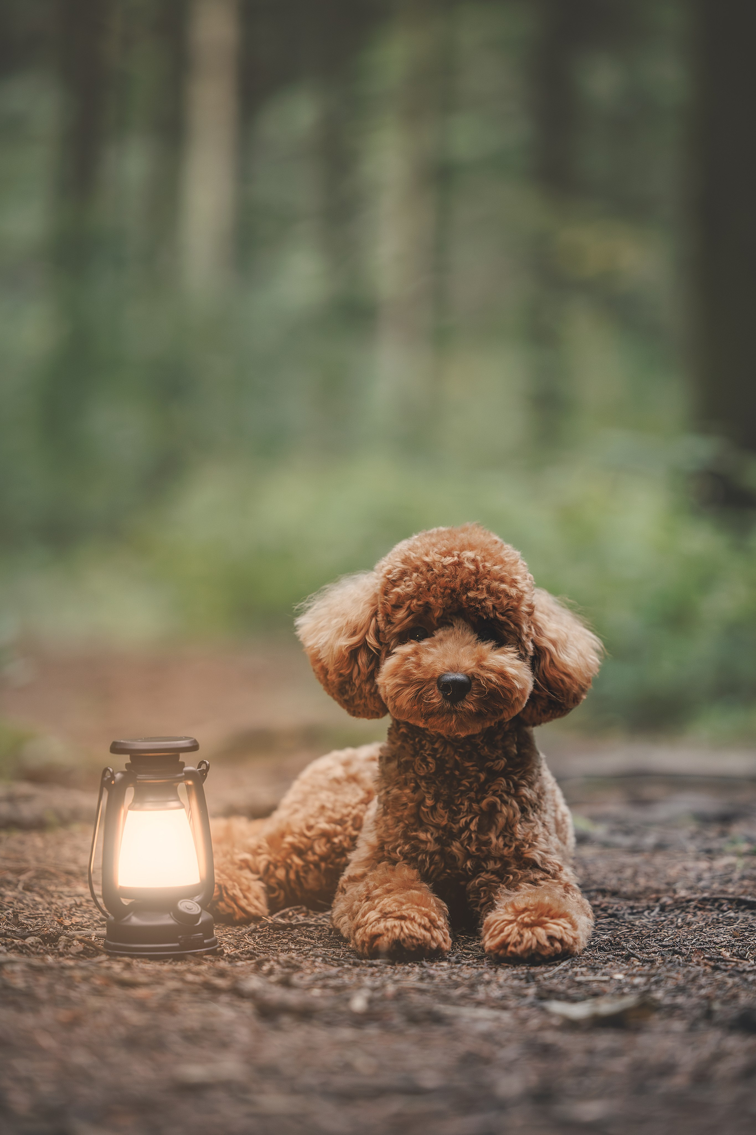 Лесная прошулка. Фотограф Анималист в Москве Анастасия Жучкова